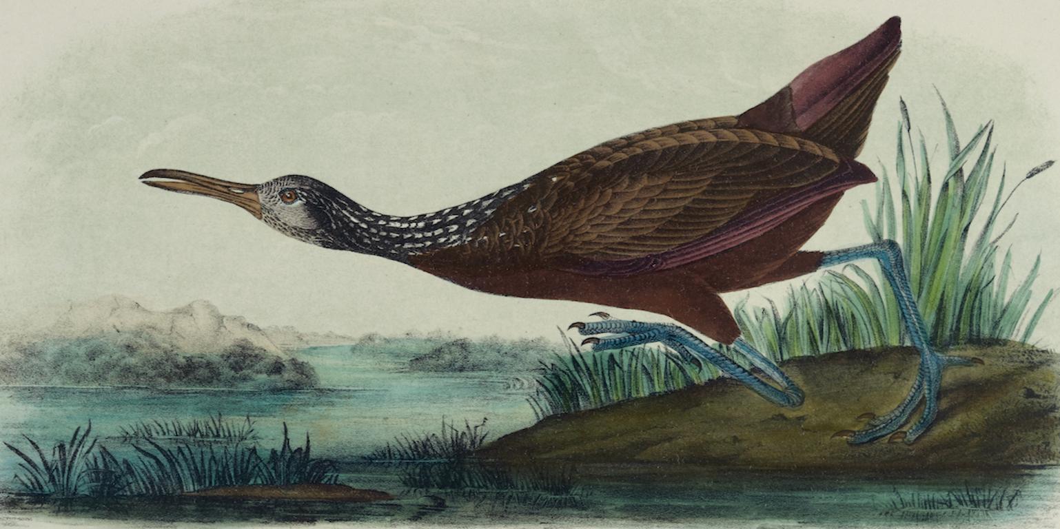 Scolopaceous Courlan: An Original 19th C. Audubon Hand-colored Bird Lithograph  - Print by John James Audubon