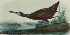 Courlan Escolopáceo: Una litografía original de Audubon del siglo XIX coloreada a mano sobre aves