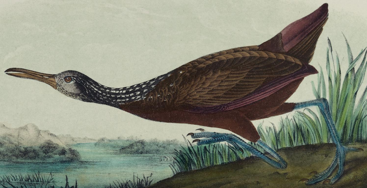 Scolopaceous Courlan: An Original 19th C. Audubon Hand-colored Bird Lithograph  - Naturalistic Print by John James Audubon