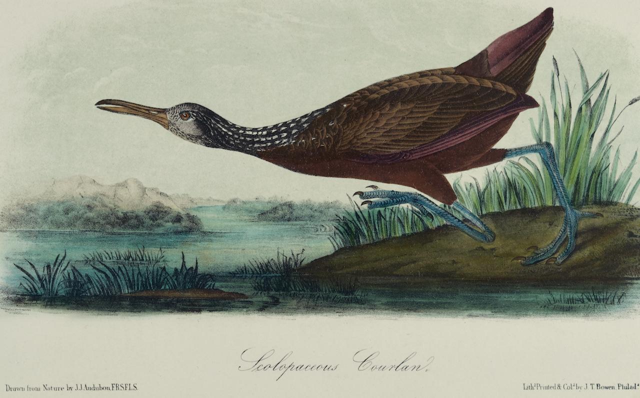This is an original 19th century John James Audubon hand-colored lithograph entitled 