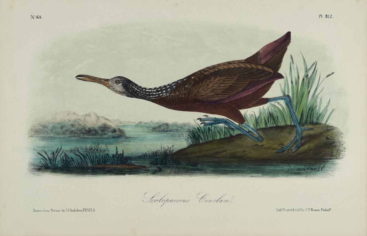 John James Audubon Animal Print – Scolopaceous Courlan: Eine handkolorierte Vogellithographie von Audubon aus dem 19. Jahrhundert 