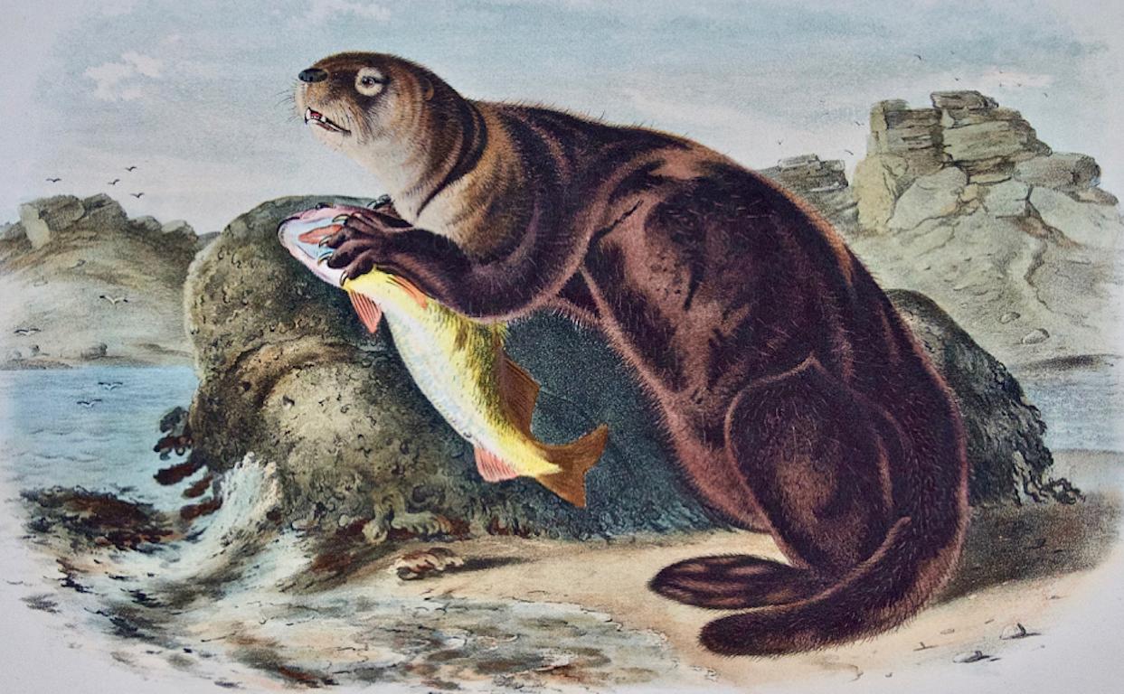 Sea Otter: An Original 19th Century Hand-colored Lithograph by John J. Audubon - Print by John James Audubon
