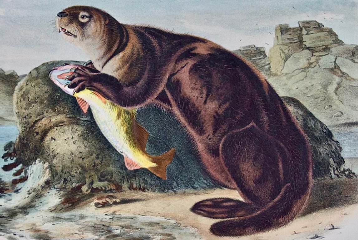 Sea Otter: An Original 19th Century Hand-colored Lithograph by John J. Audubon - Naturalistic Print by John James Audubon