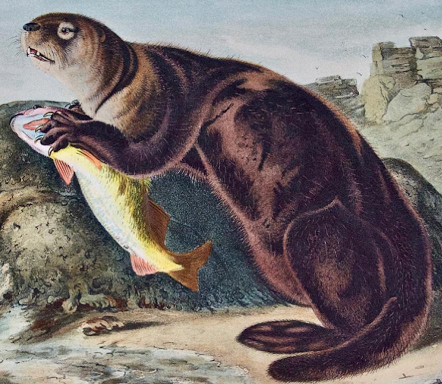 Sea Otter: An Original 19th Century Hand-colored Lithograph by John J. Audubon - Gray Animal Print by John James Audubon