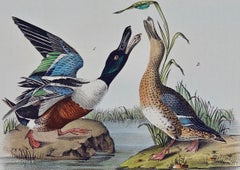 "Shoveller Duck": an Original 1st Edition Hand Colored Audubon Bird Lithograph