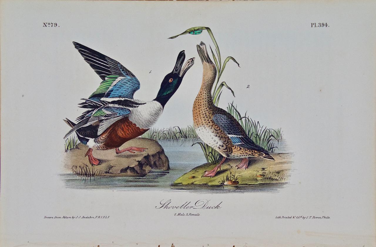 John James Audubon Animal Print - "Shoveller Duck": an Original 1st Edition Hand Colored Audubon Bird Lithograph