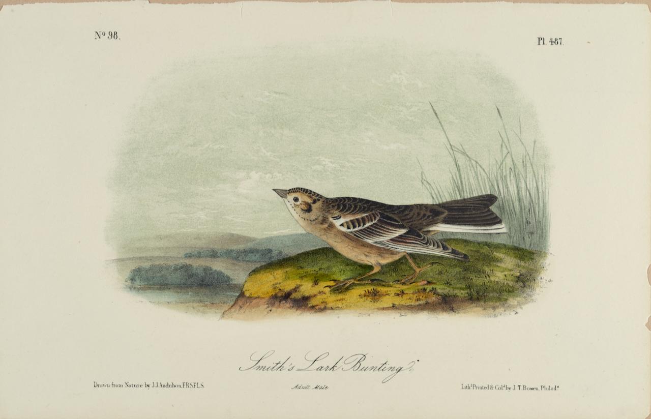 Landscape Print John James Audubon - Monture de Smith's Lark : Lithographie d'oiseau Audubon originale du 19e siècle colorée à la main 