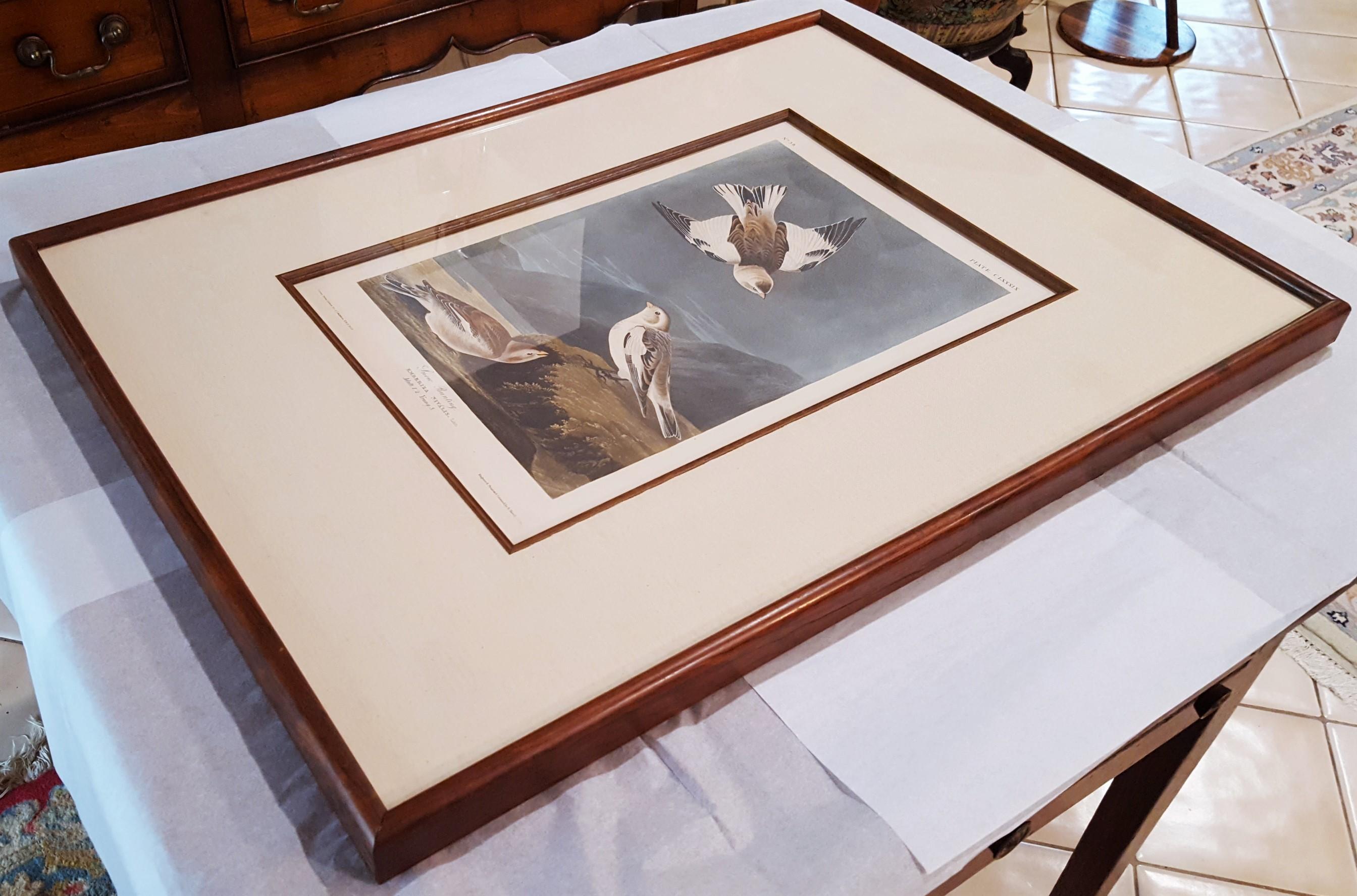 Snow Bunting /// Ornithology John James Audubon Bird Animal Landscape Havell Art 15