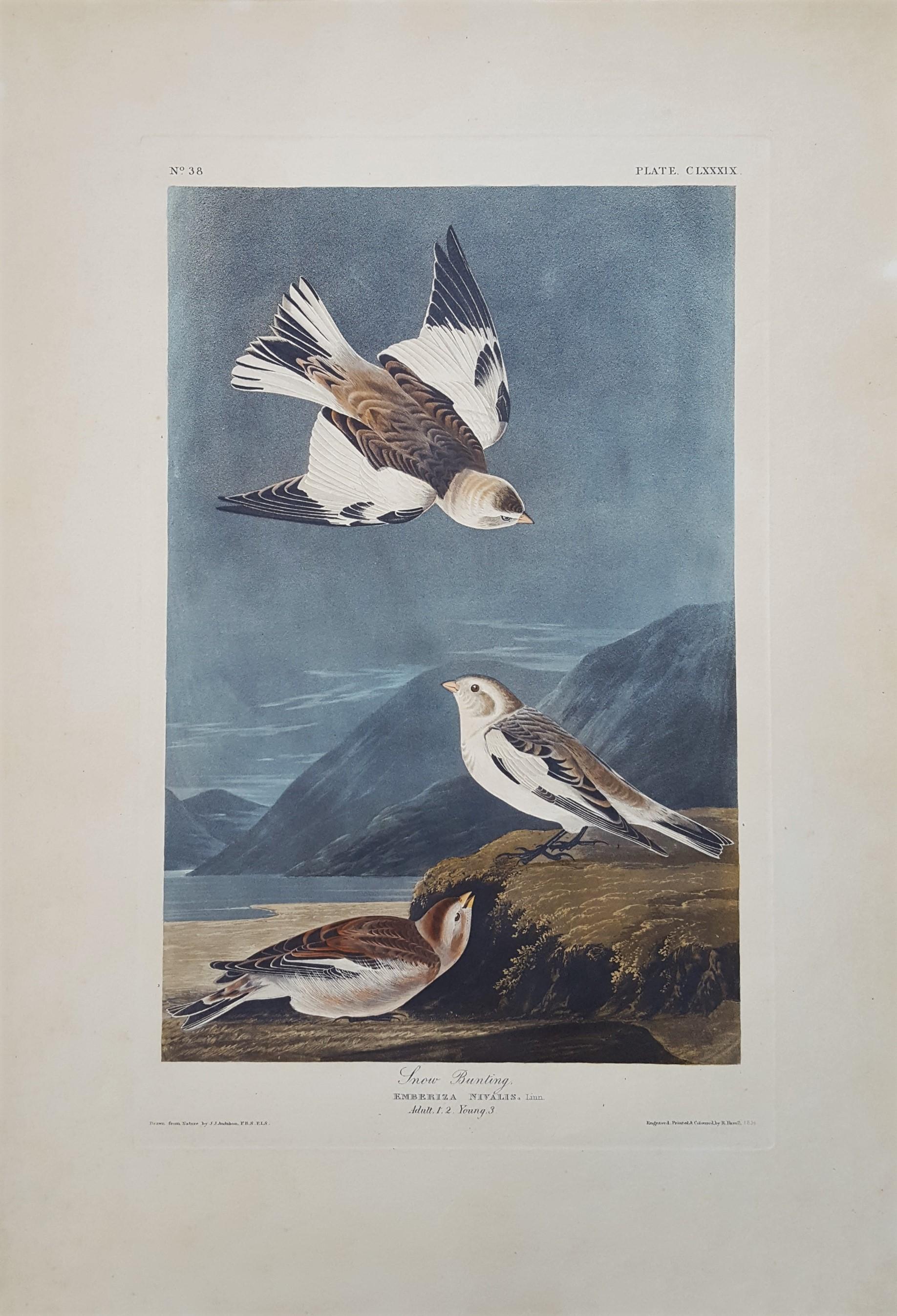 Montre de neige /// Ornithologie John James Audubon Oiseau Animal Landscape Havell Art en vente 1