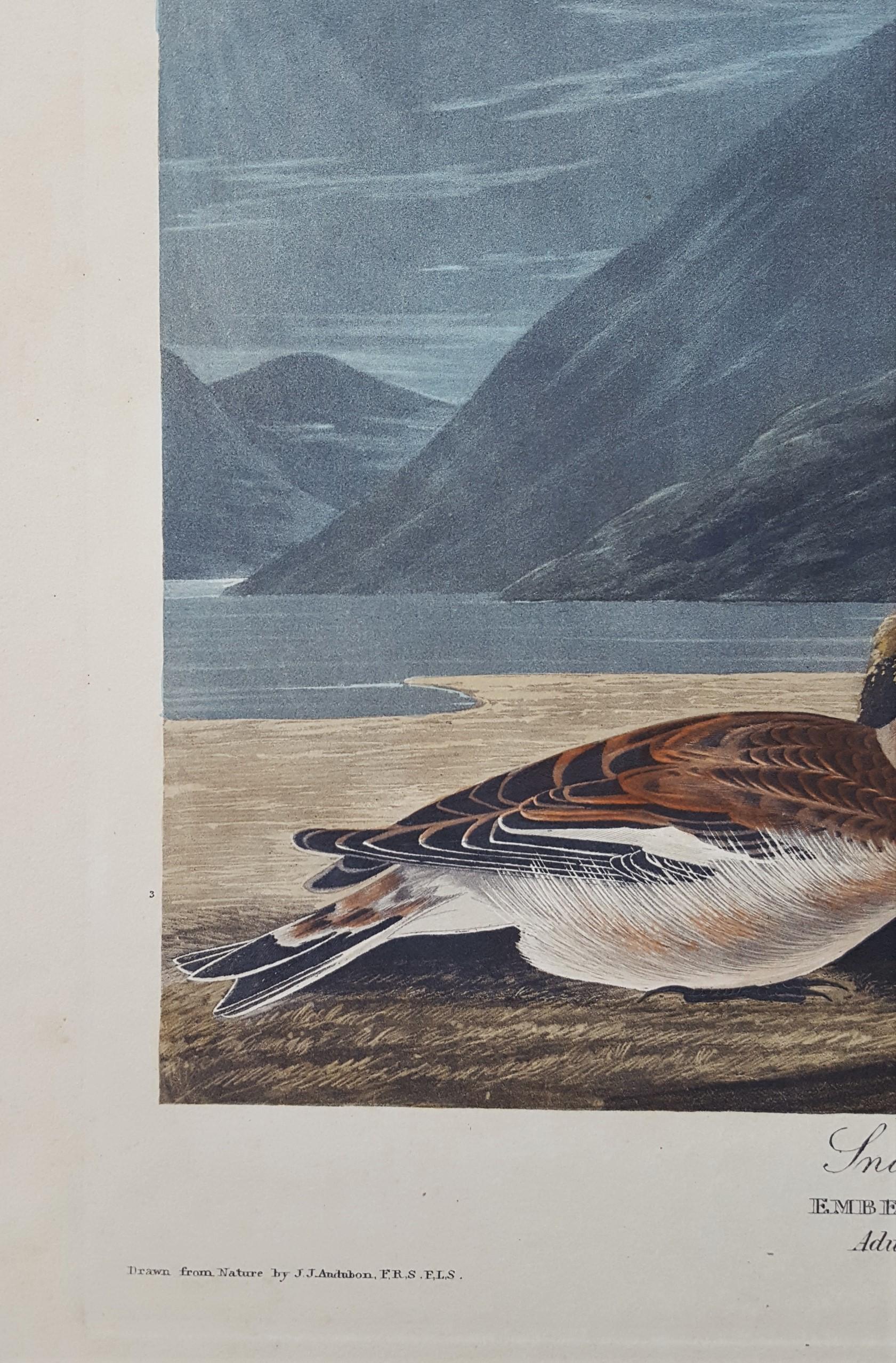 Montre de neige /// Ornithologie John James Audubon Oiseau Animal Landscape Havell Art en vente 7