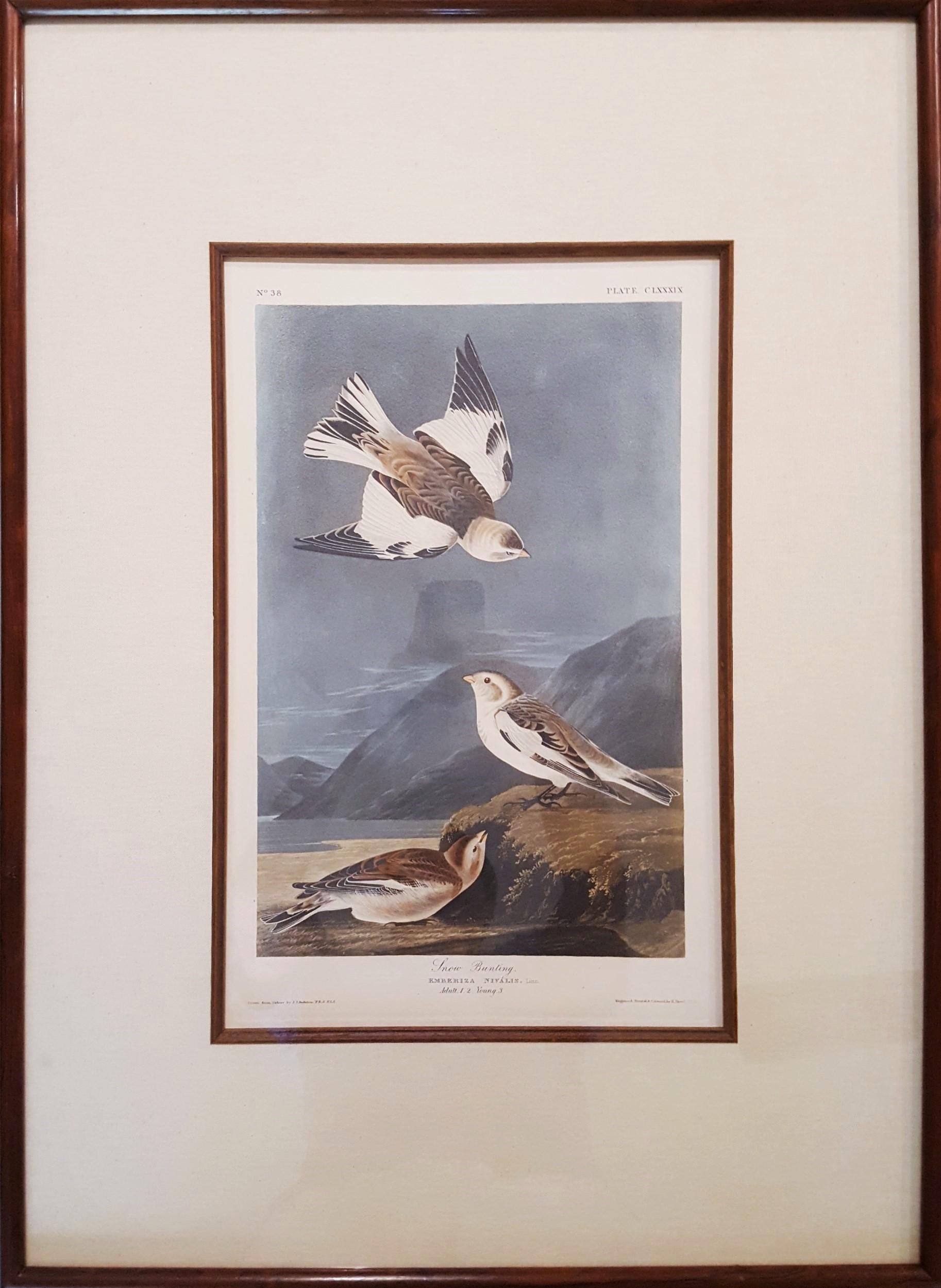 Montre de neige /// Ornithologie John James Audubon Oiseau Animal Landscape Havell Art en vente 2