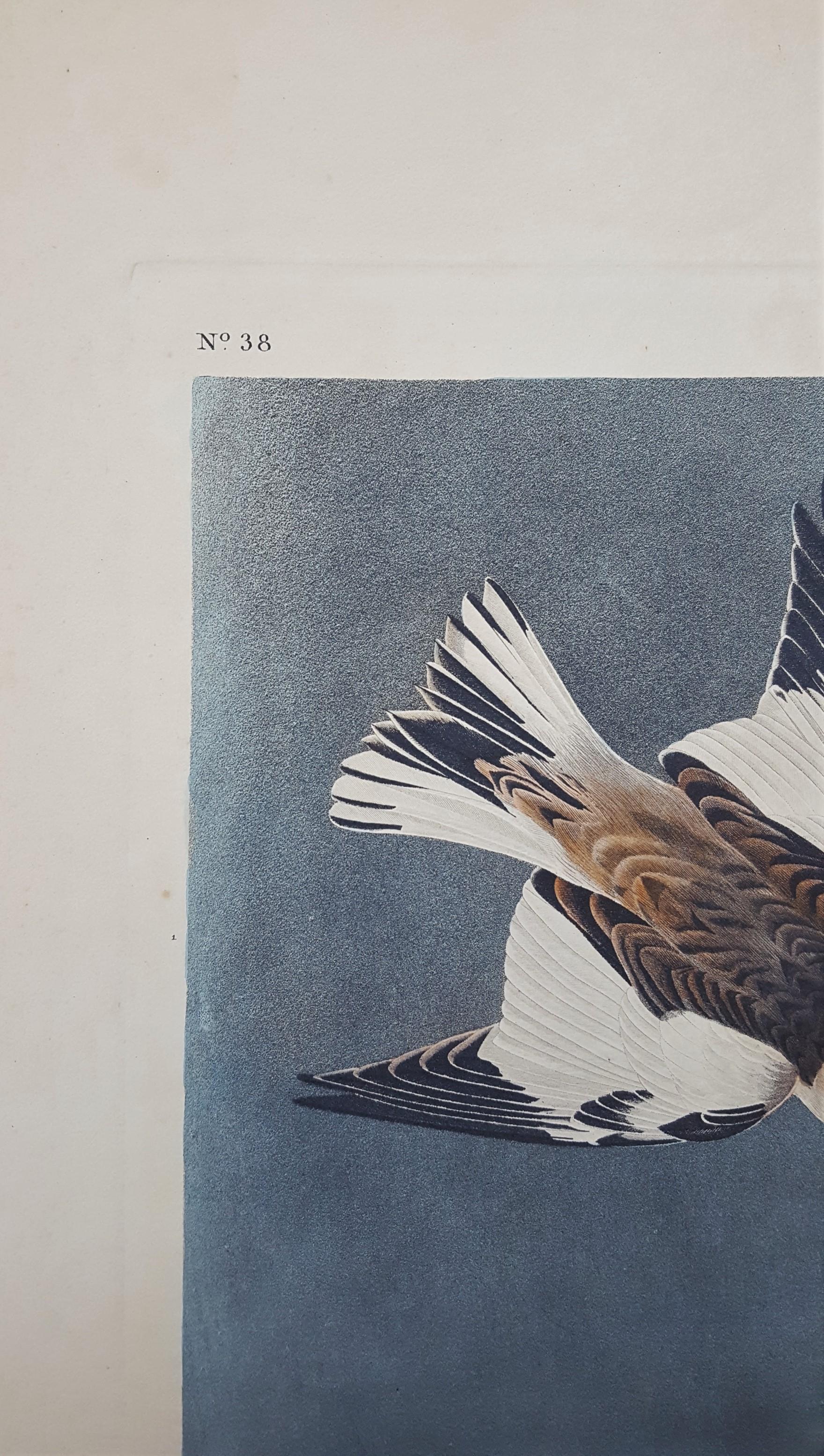 Snow Bunting /// Ornithology John James Audubon Bird Animal Landscape Havell Art For Sale 5