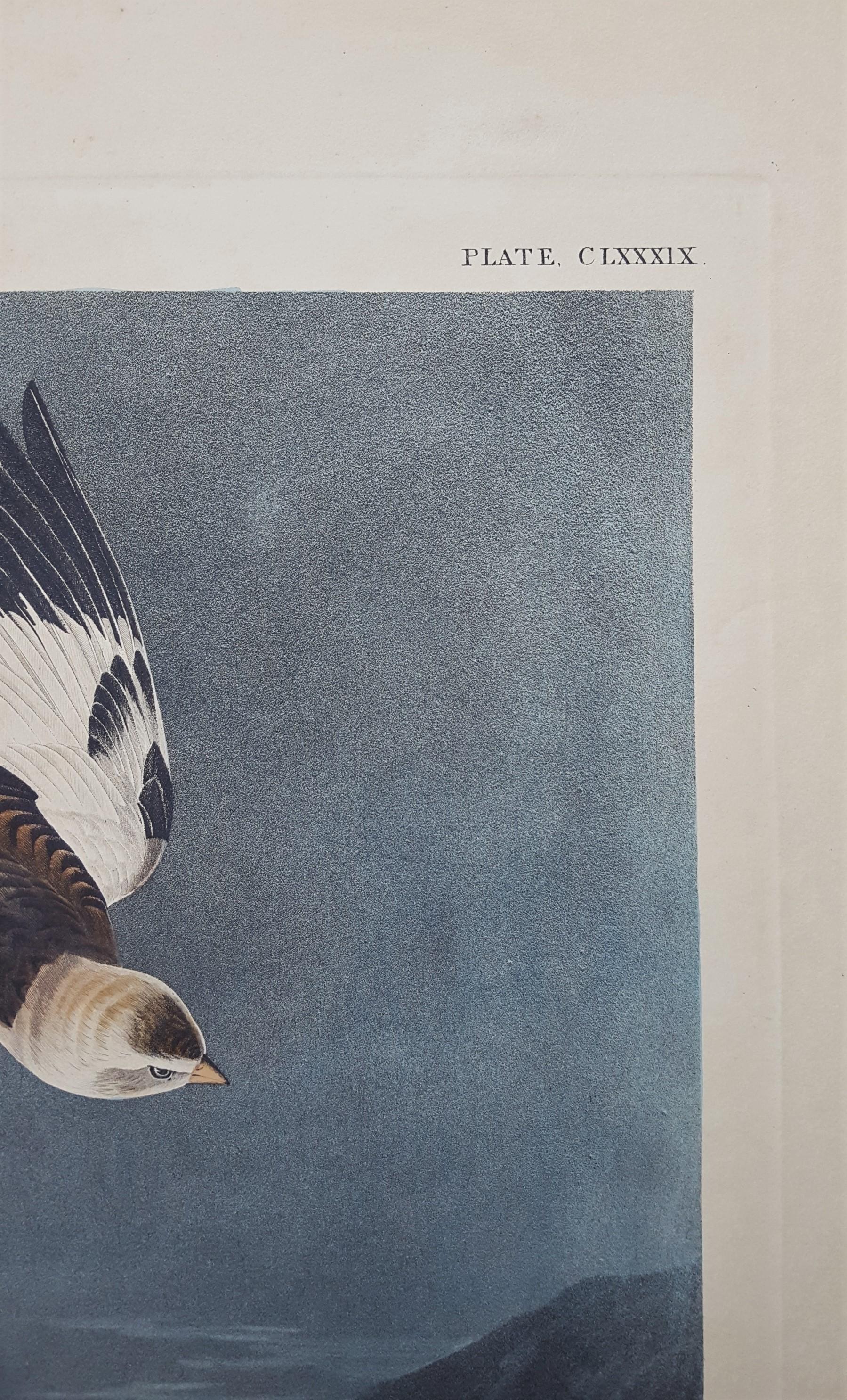 Montre de neige /// Ornithologie John James Audubon Oiseau Animal Landscape Havell Art en vente 9