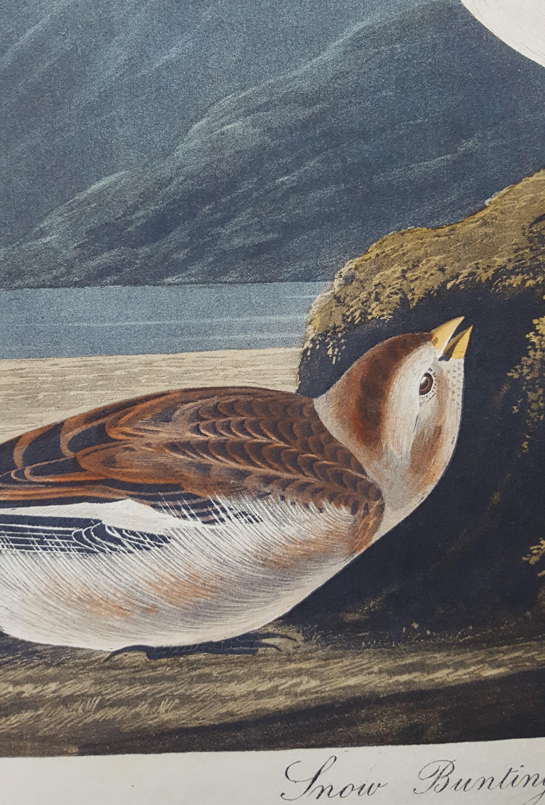 Snow Bunting /// Ornithology John James Audubon Bird Animal Landscape Havell Art For Sale 8