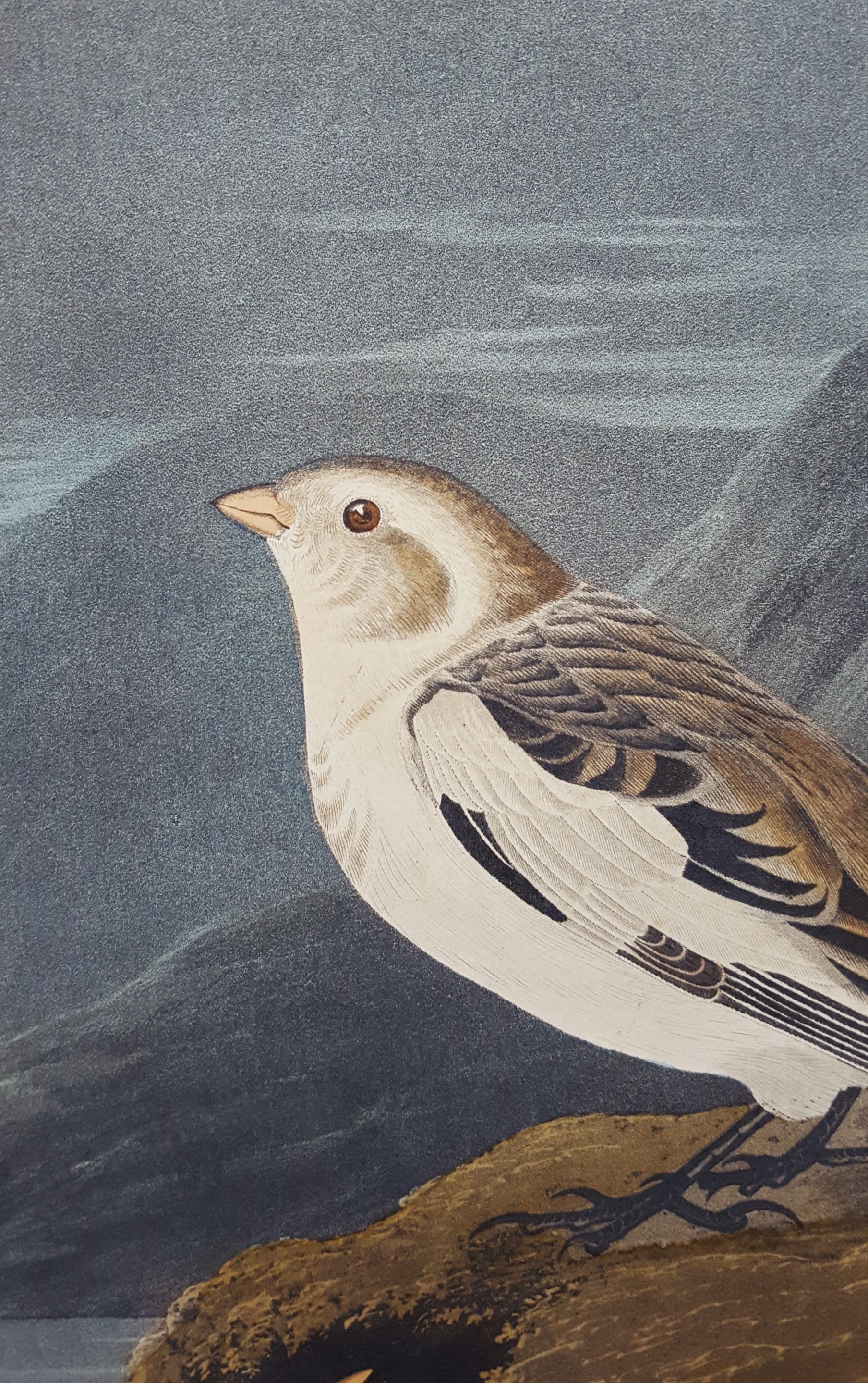 Snow Bunting /// Ornithology John James Audubon Bird Animal Landscape Havell Art For Sale 9