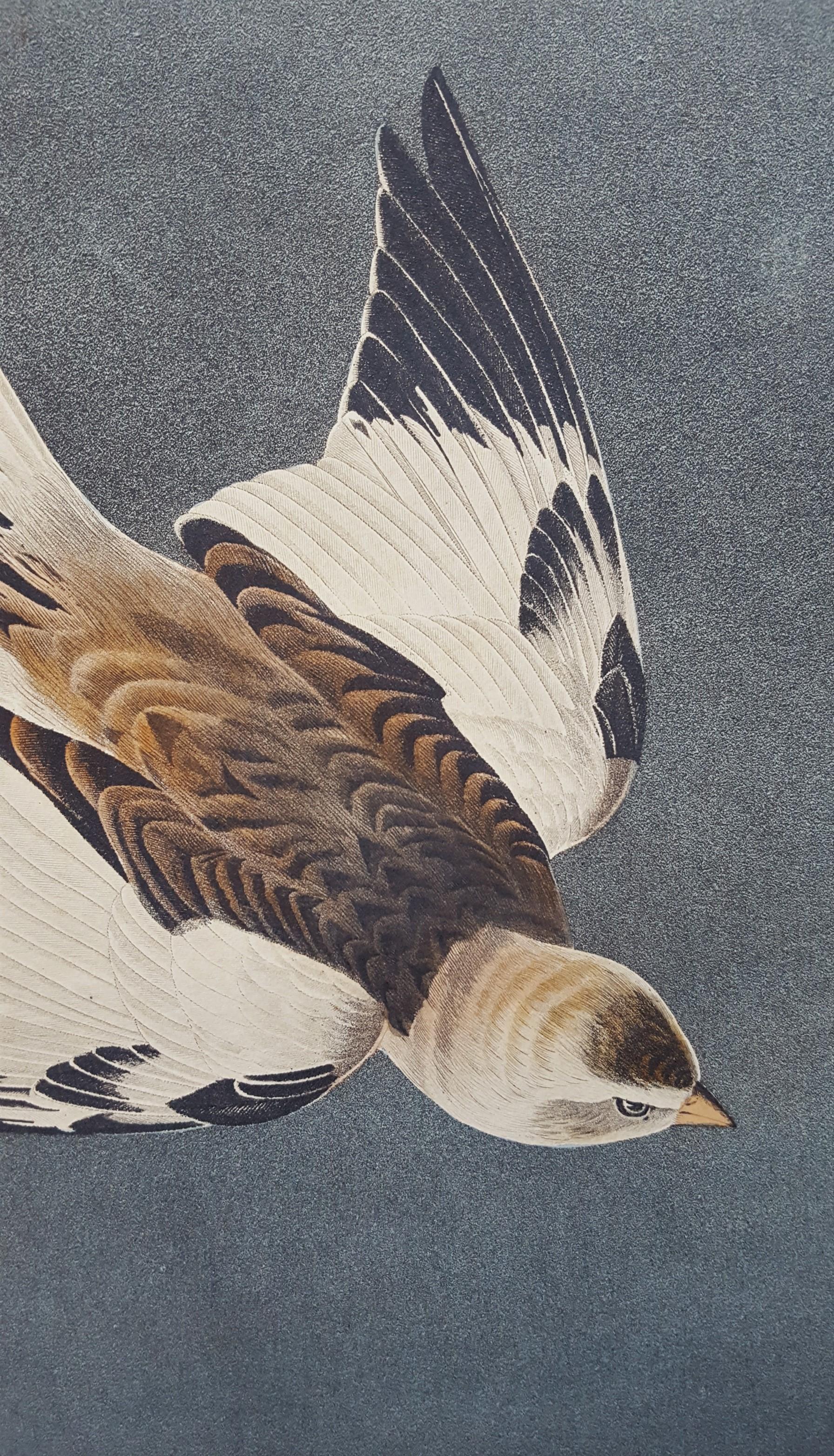 Snow Bunting /// Ornithology John James Audubon Bird Animal Landscape Havell Art For Sale 10