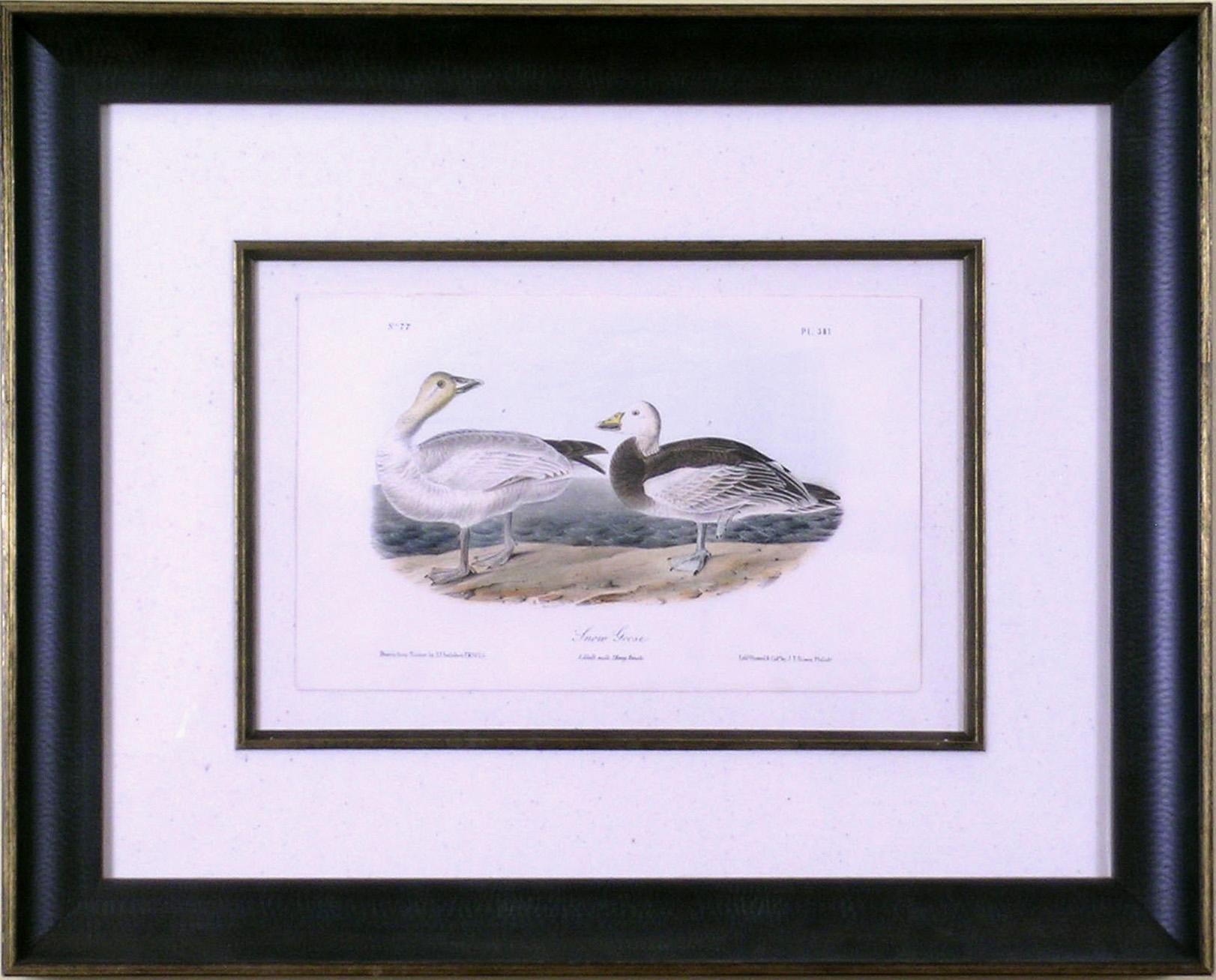 Snow Goose - Academic Print by John James Audubon