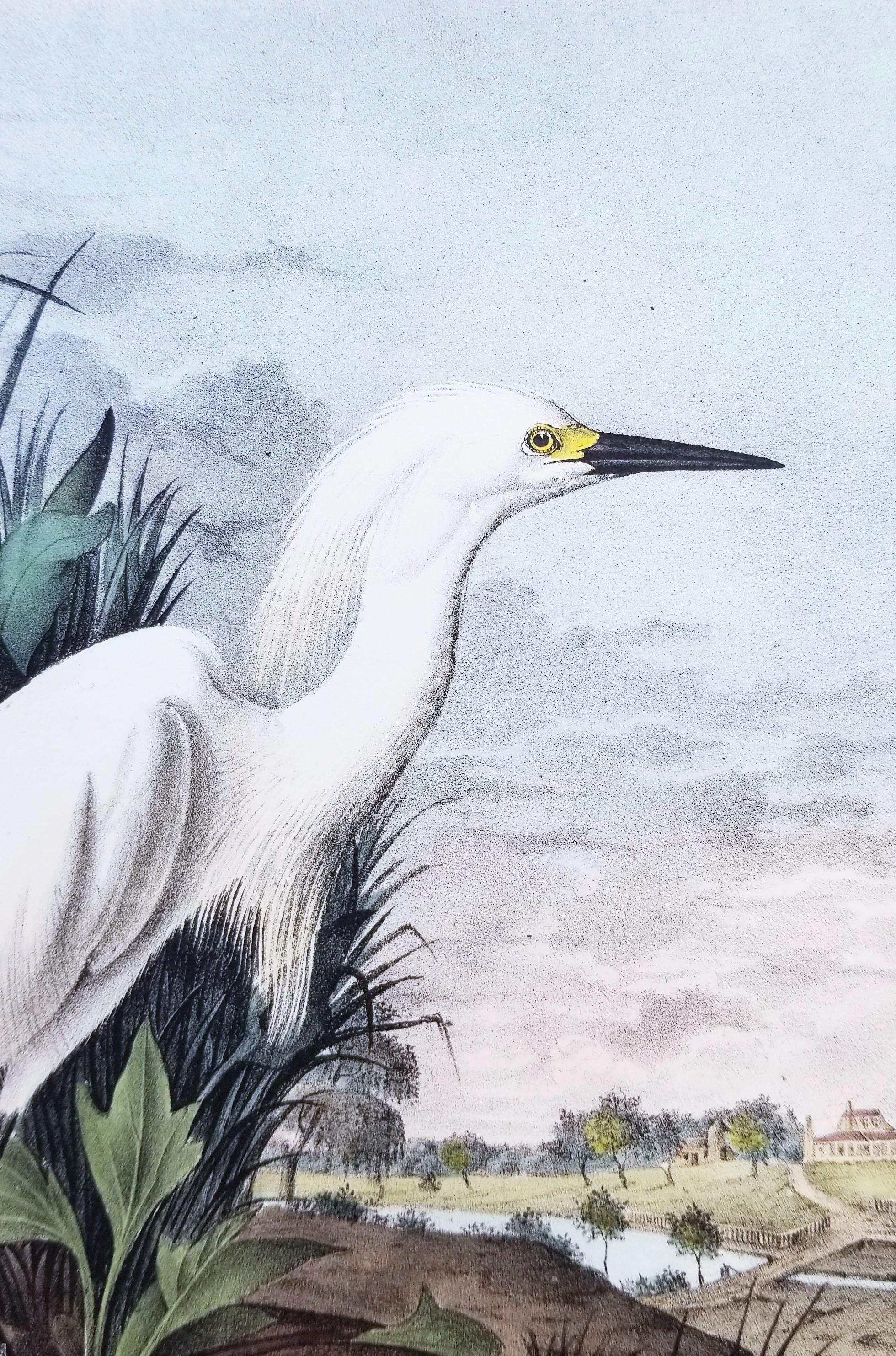 Heron des neiges /// John James Audubon Natural History Ornithology Oiseau Egret des neiges en vente 9