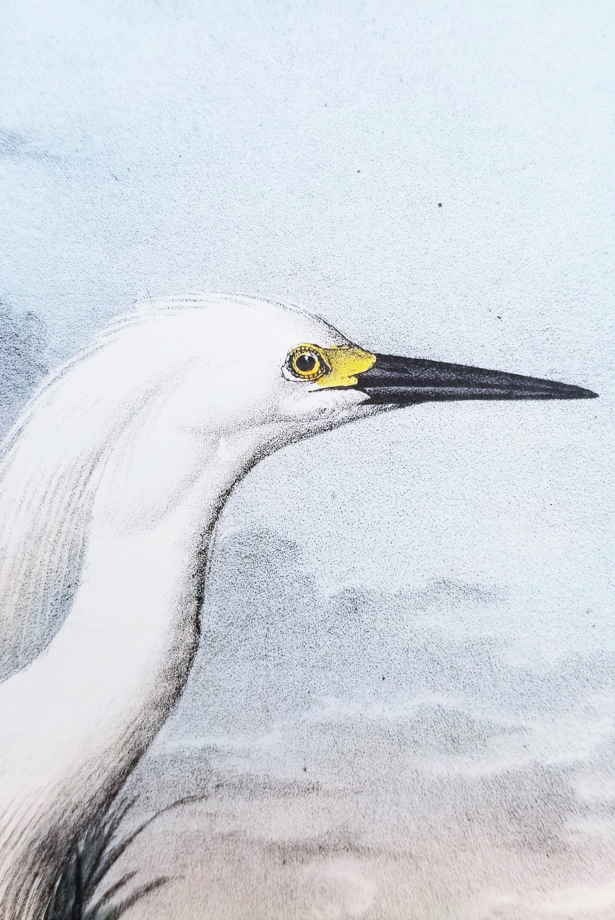 Snowy Heron /// John James Audubon Natural History Ornithology Snowy Egret Bird For Sale 10