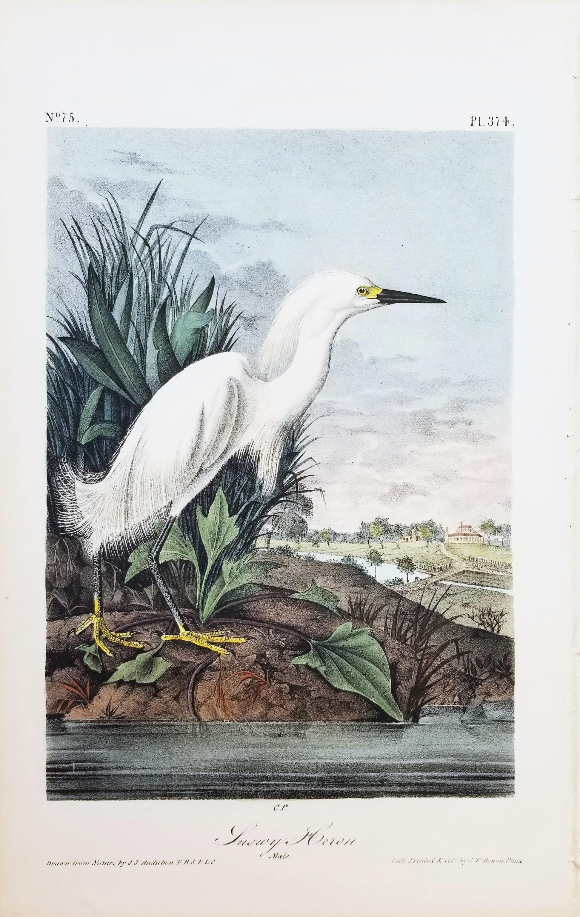 Snowy Heron /// John James Audubon Natural History Ornithology Snowy Egret Bird For Sale 1