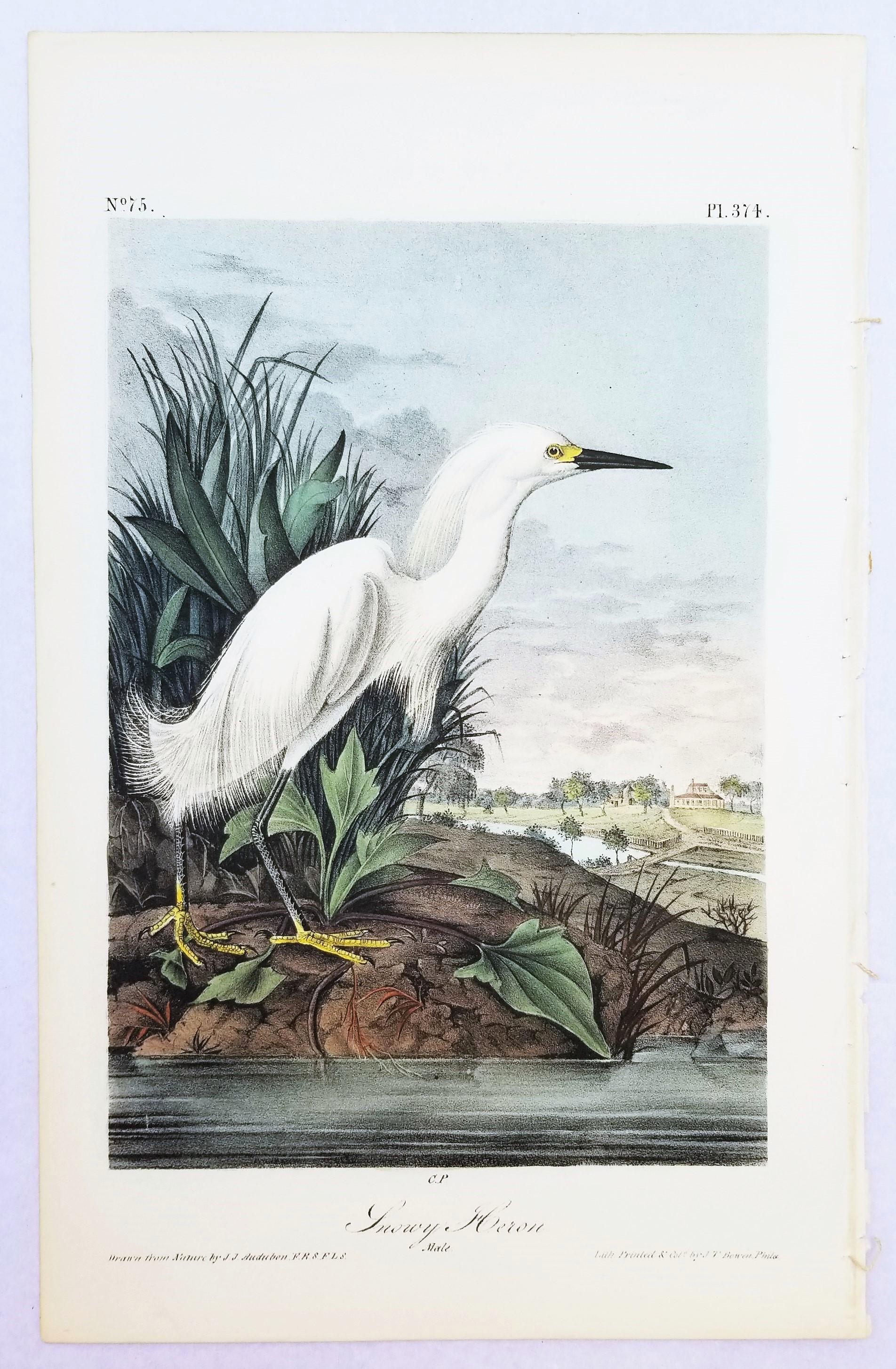 Snowy Heron /// John James Audubon Natural History Ornithology Snowy Egret Bird For Sale 2