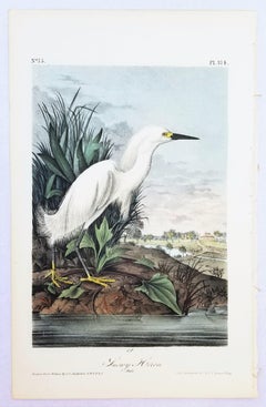 Snowy Heron /// John James Audubon Natural History Ornithology Crane Egret Bird