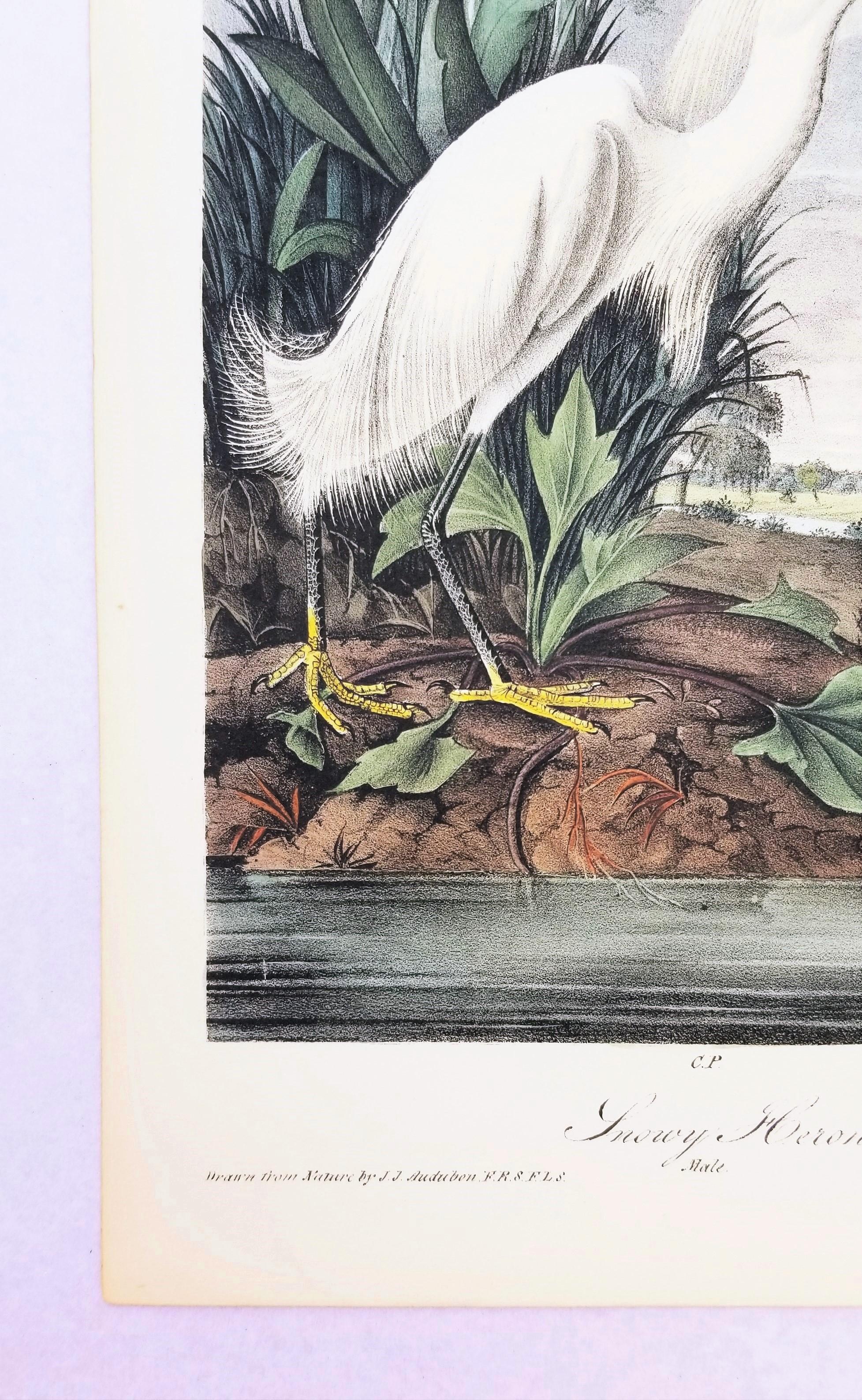 Heron des neiges /// John James Audubon Natural History Ornithology Oiseau Egret des neiges en vente 3