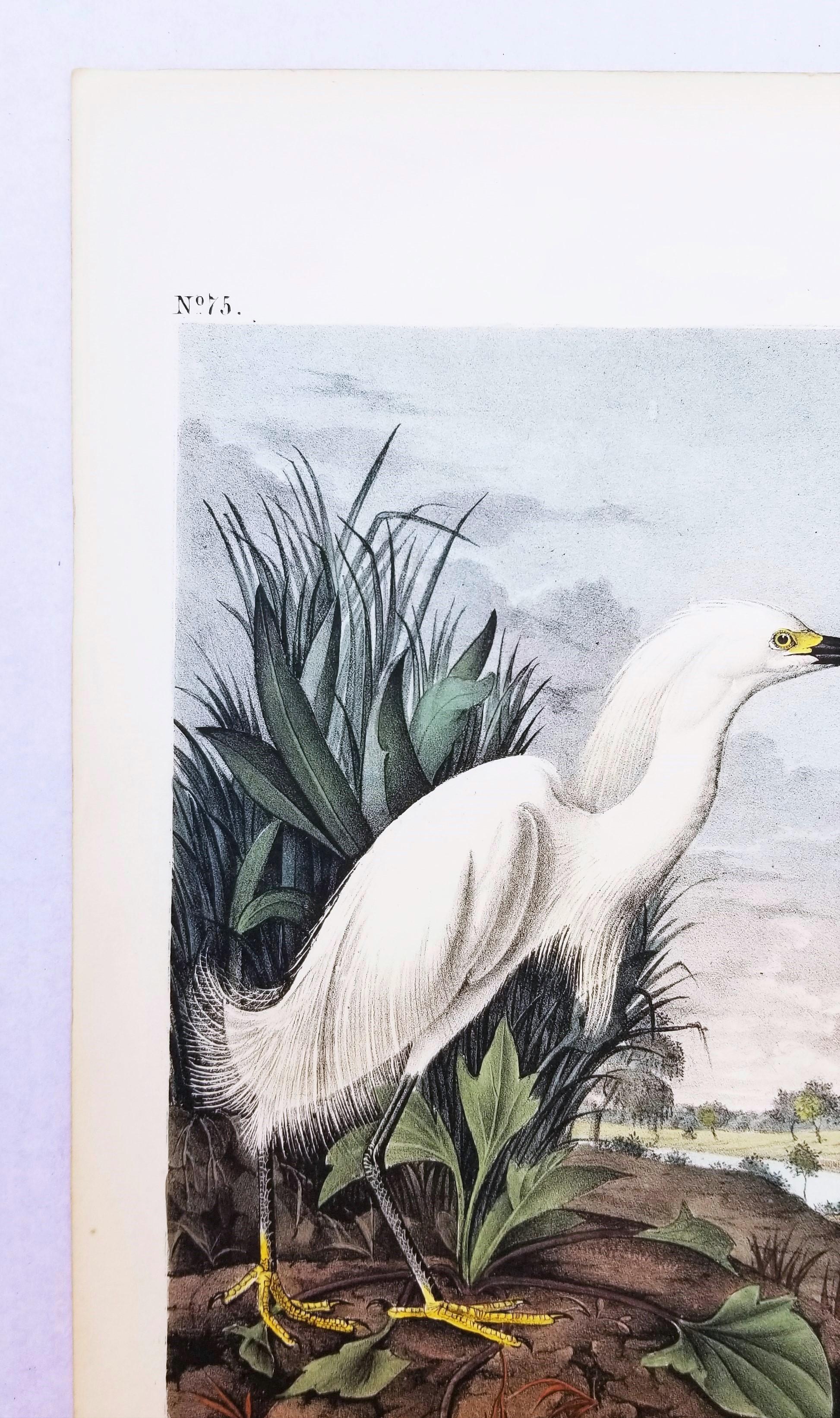 Heron des neiges /// John James Audubon Natural History Ornithology Oiseau Egret des neiges en vente 4