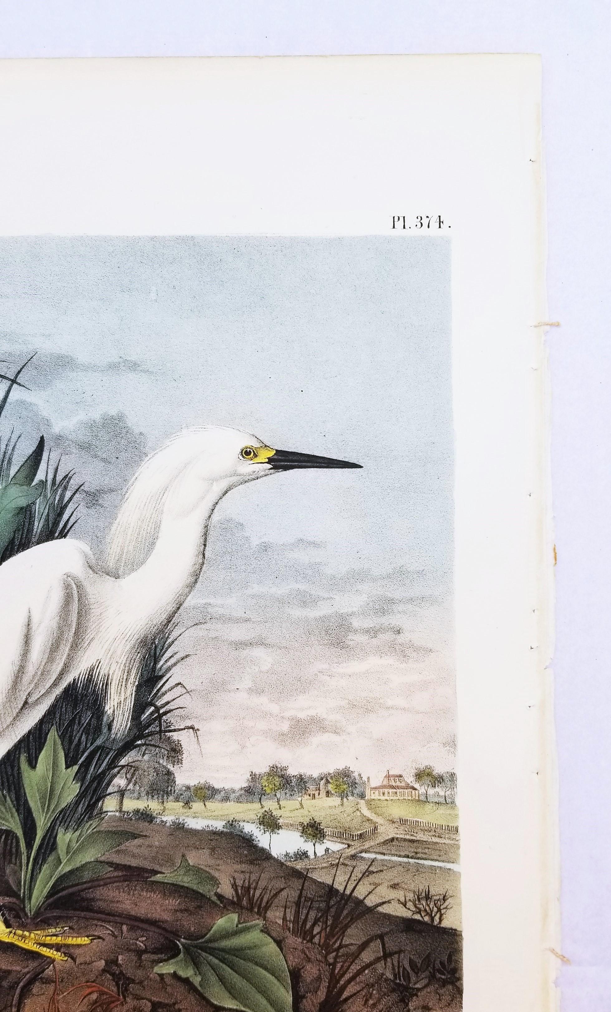 Snowy Heron /// John James Audubon Natural History Ornithology Snowy Egret Bird For Sale 5