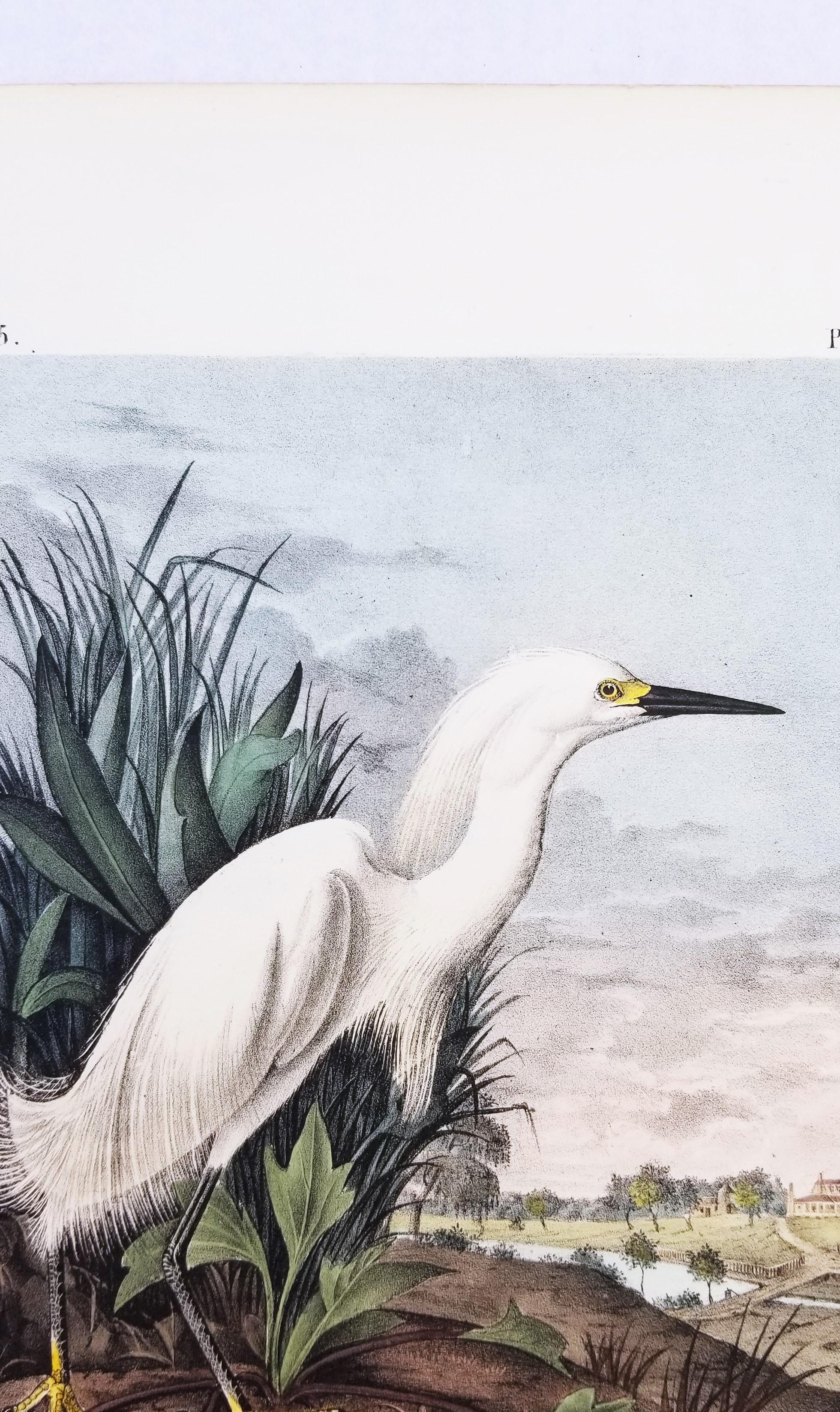 Snowy Heron /// John James Audubon Natural History Ornithology Snowy Egret Bird For Sale 7