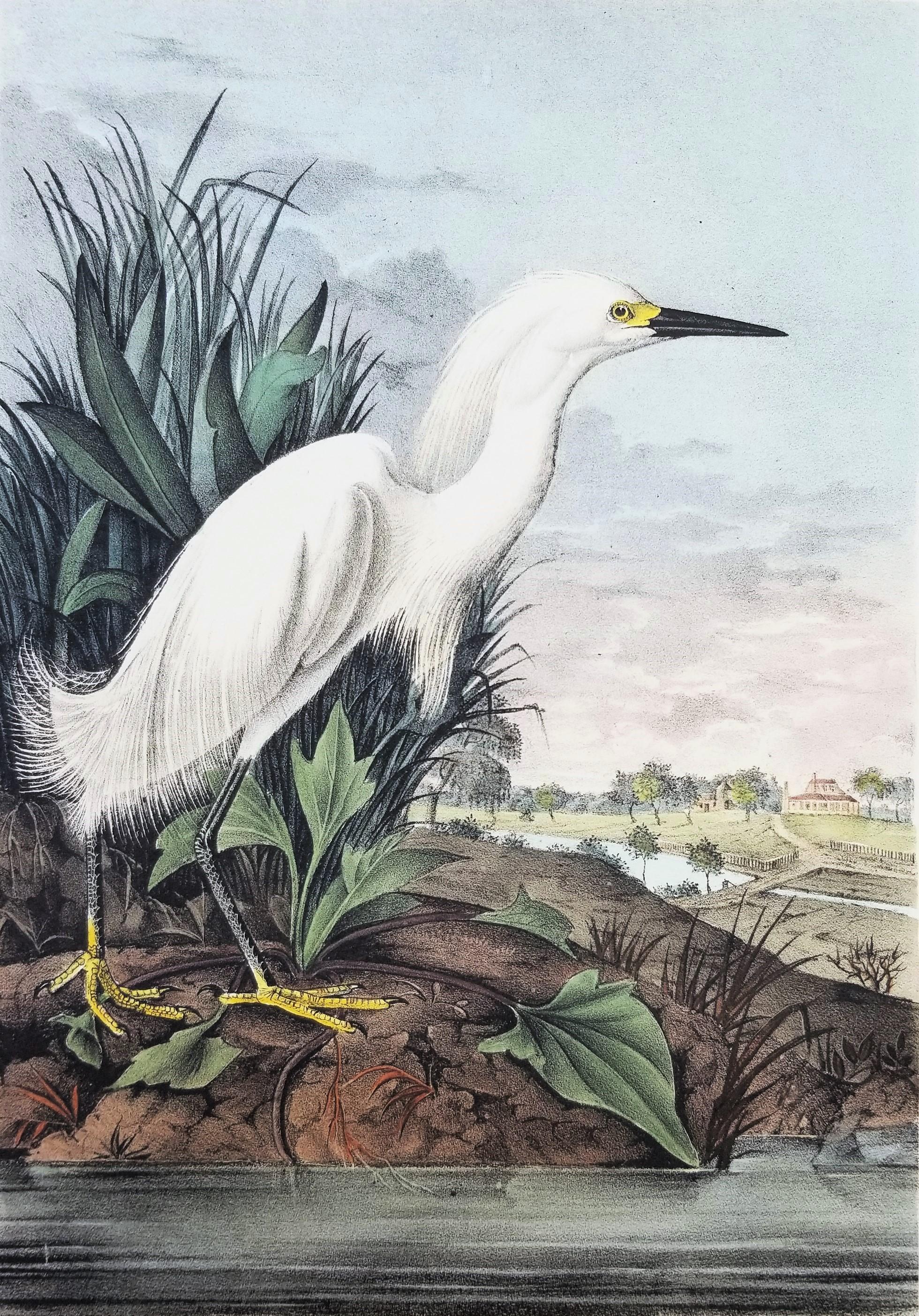 Artist: John James Audubon (American, 1785-1851)
Title: "Snowy Heron" (Plate 374, No. 75)
Portfolio: The Birds of America, First Royal Octavo Edition
Year: 1840-1844
Medium: Original Hand-Colored Lithograph on wove paper
Limited edition: approx.
