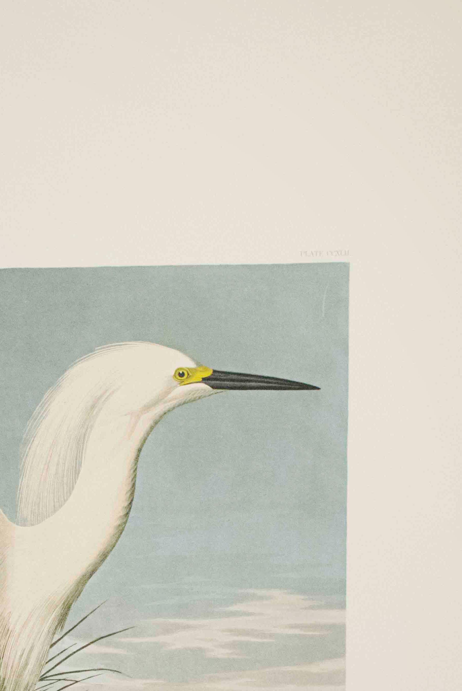 Heron des neiges, ou aigret blanc, édition Pl. 242 - Naturalisme Print par After John James Audubon