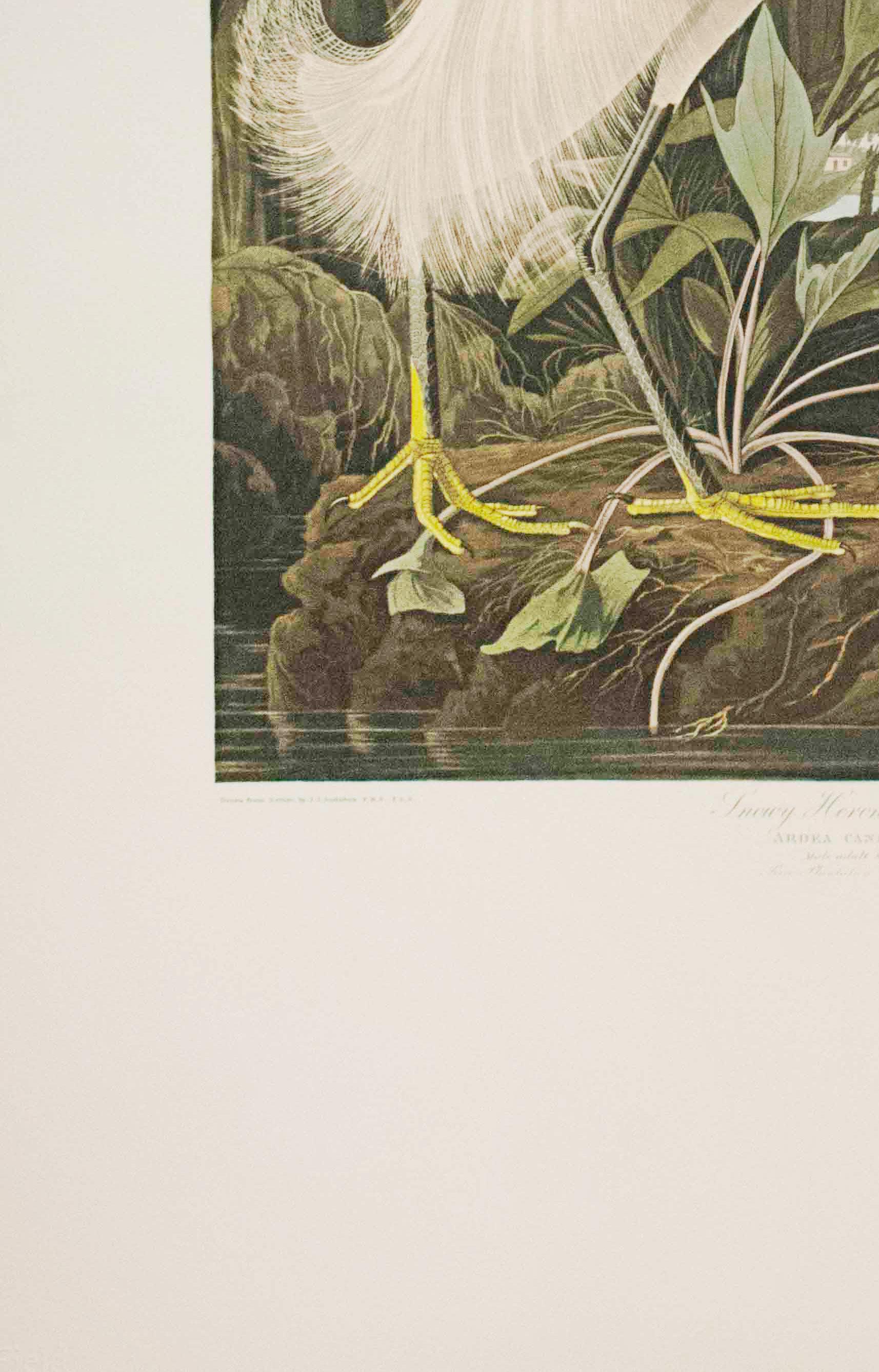 Heron des neiges, ou aigret blanc, édition Pl. 242 - Blanc Print par After John James Audubon