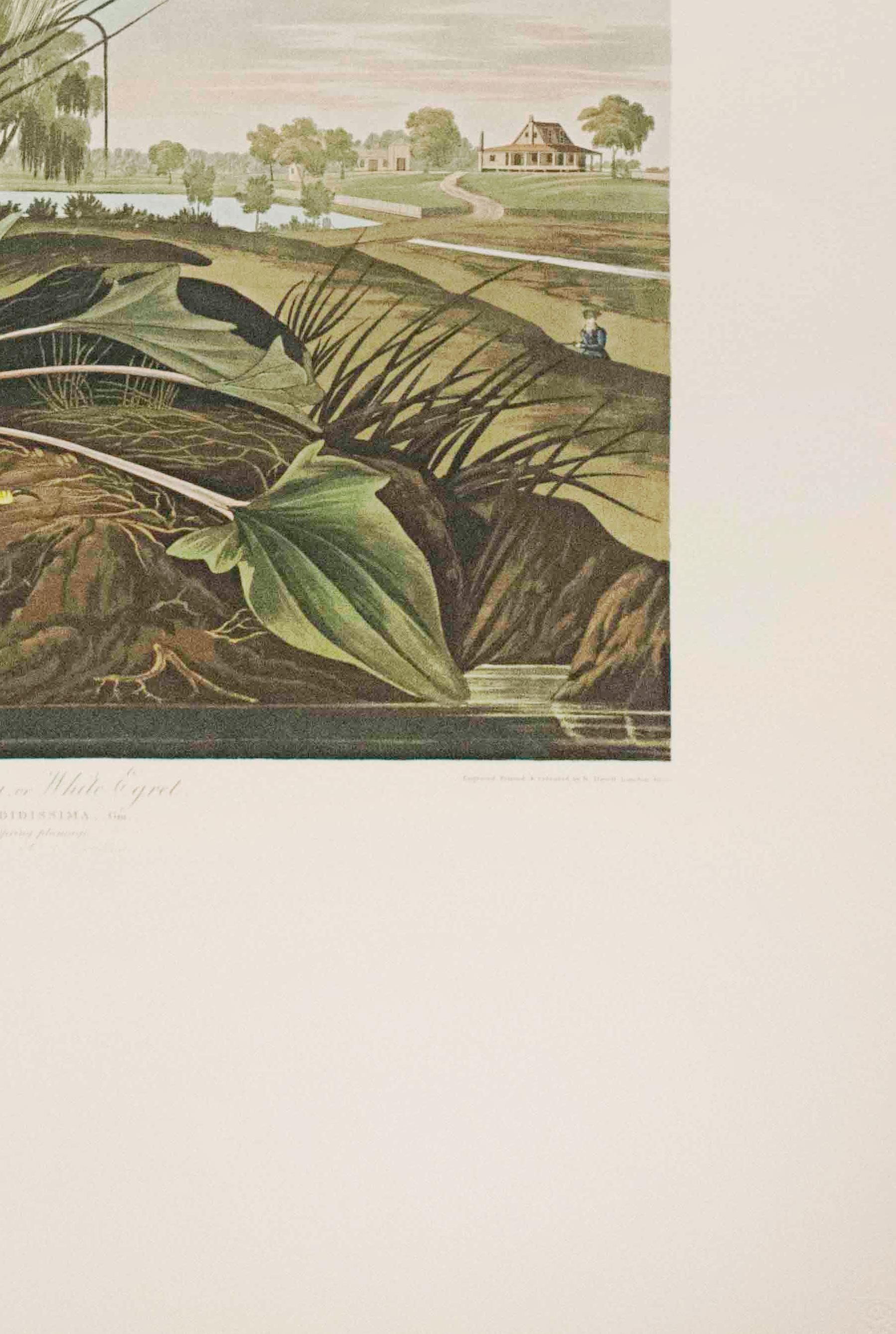 Cette pièce est une lithographie tirée d'un portfolio des cinquante meilleures aquarelles d'Audubon publié par Joel Oppenheimer et le Field Museum en 1999. Cette collection comprend cinquante des meilleures aquarelles d'oiseaux de John James Audubon