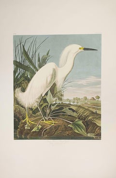 Vintage Snowy Heron, or White Egret, Edition Pl. 242