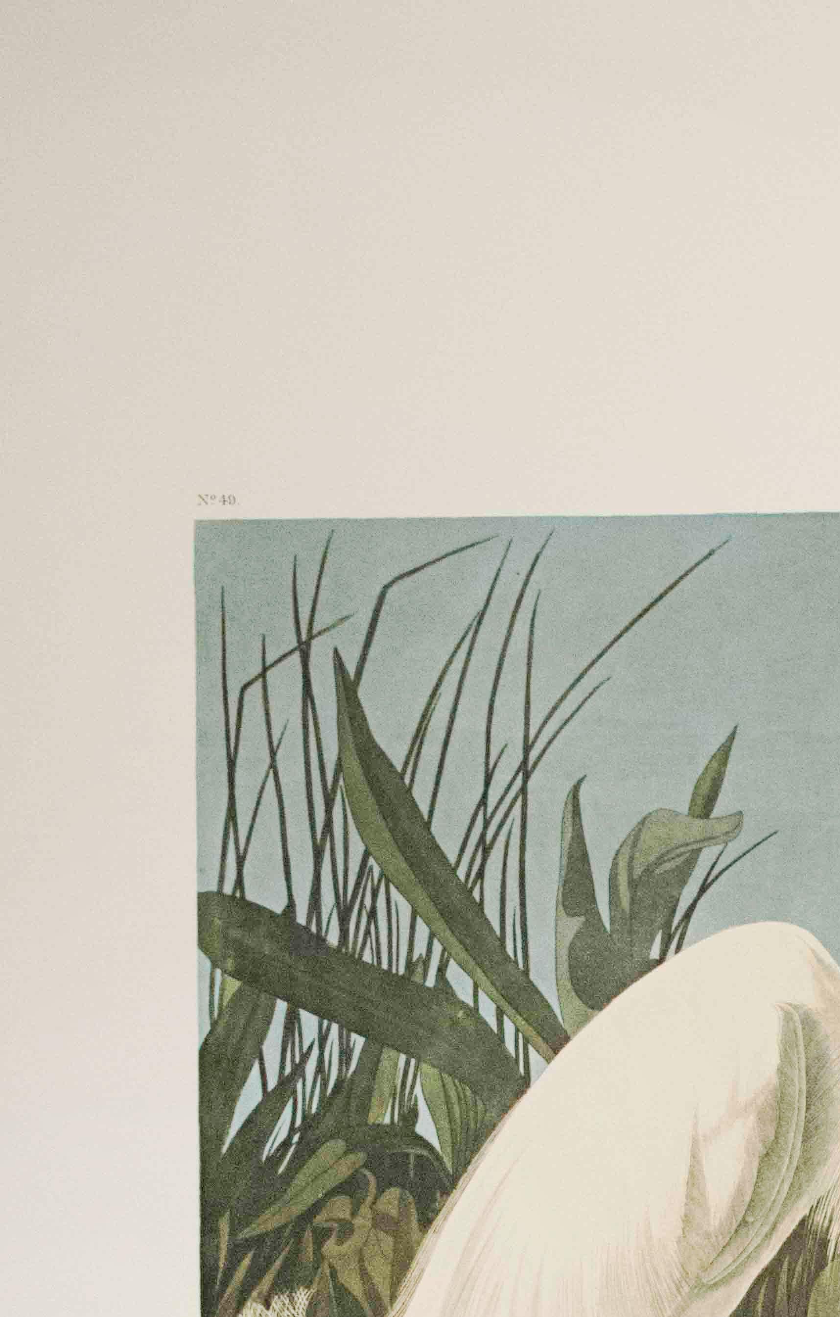 Heron des neiges, ou aigret blanc, édition Pl. 242 - Print de After John James Audubon