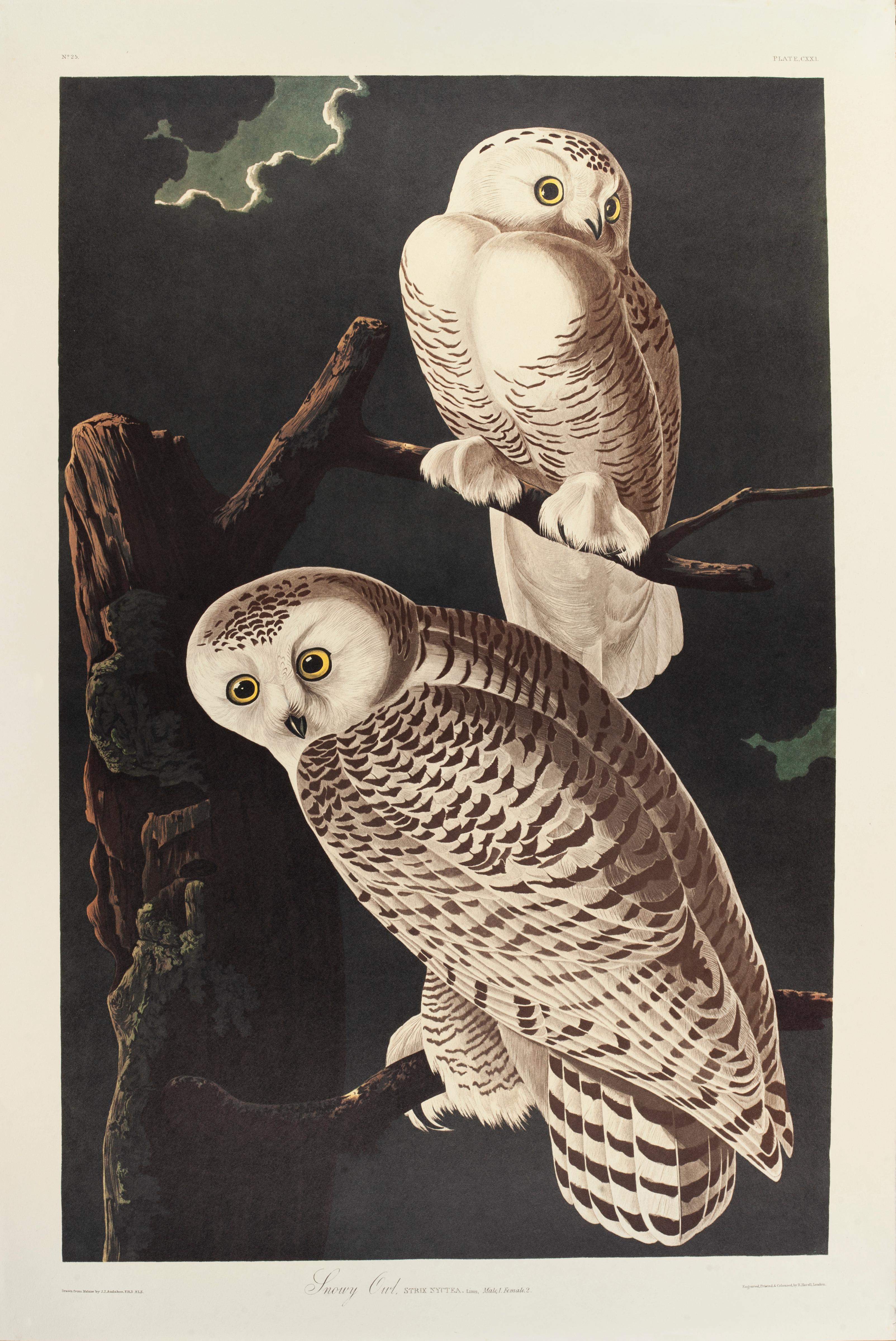 Schneeeule – Print von John James Audubon