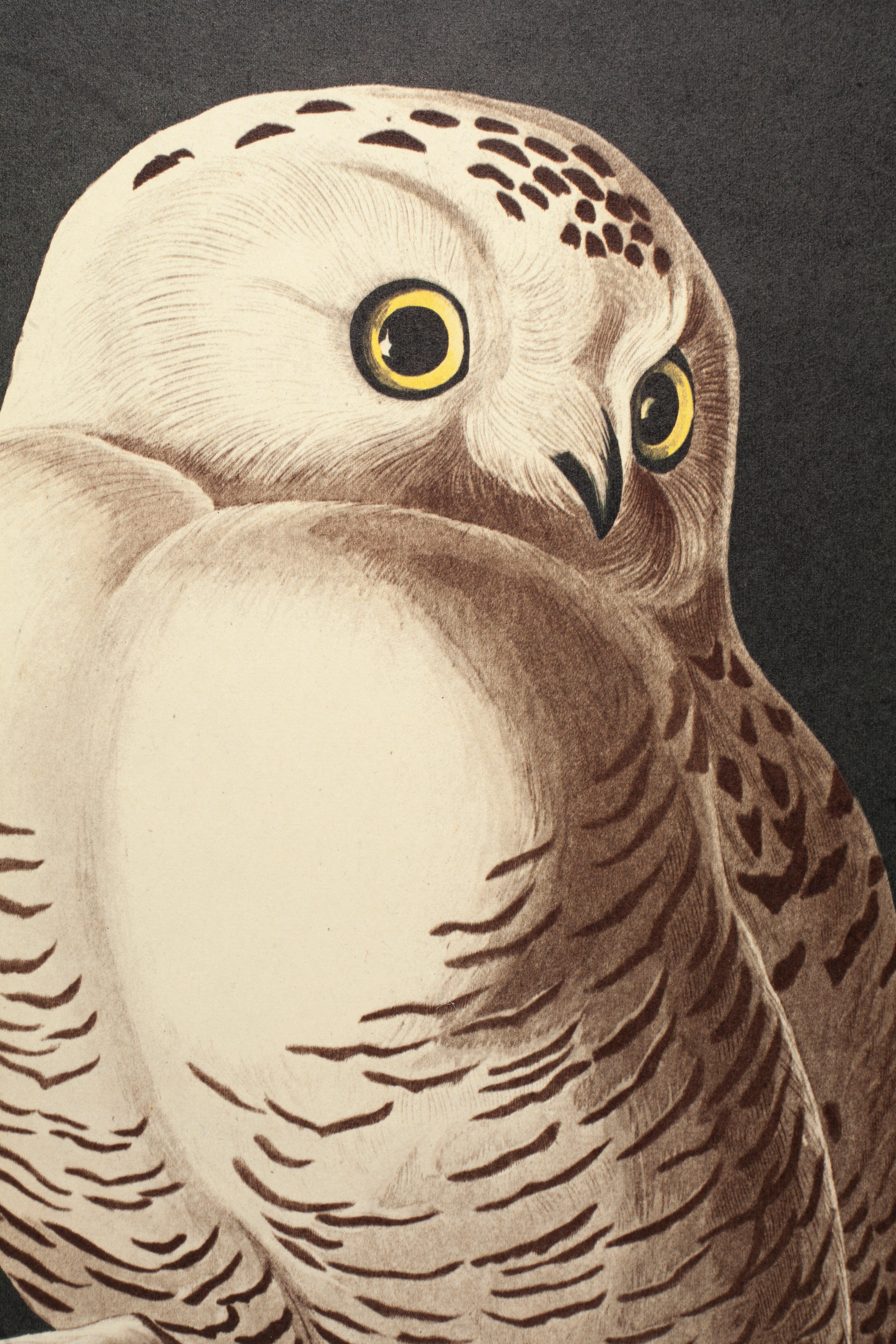 Schneeeule (Naturalismus), Print, von John James Audubon