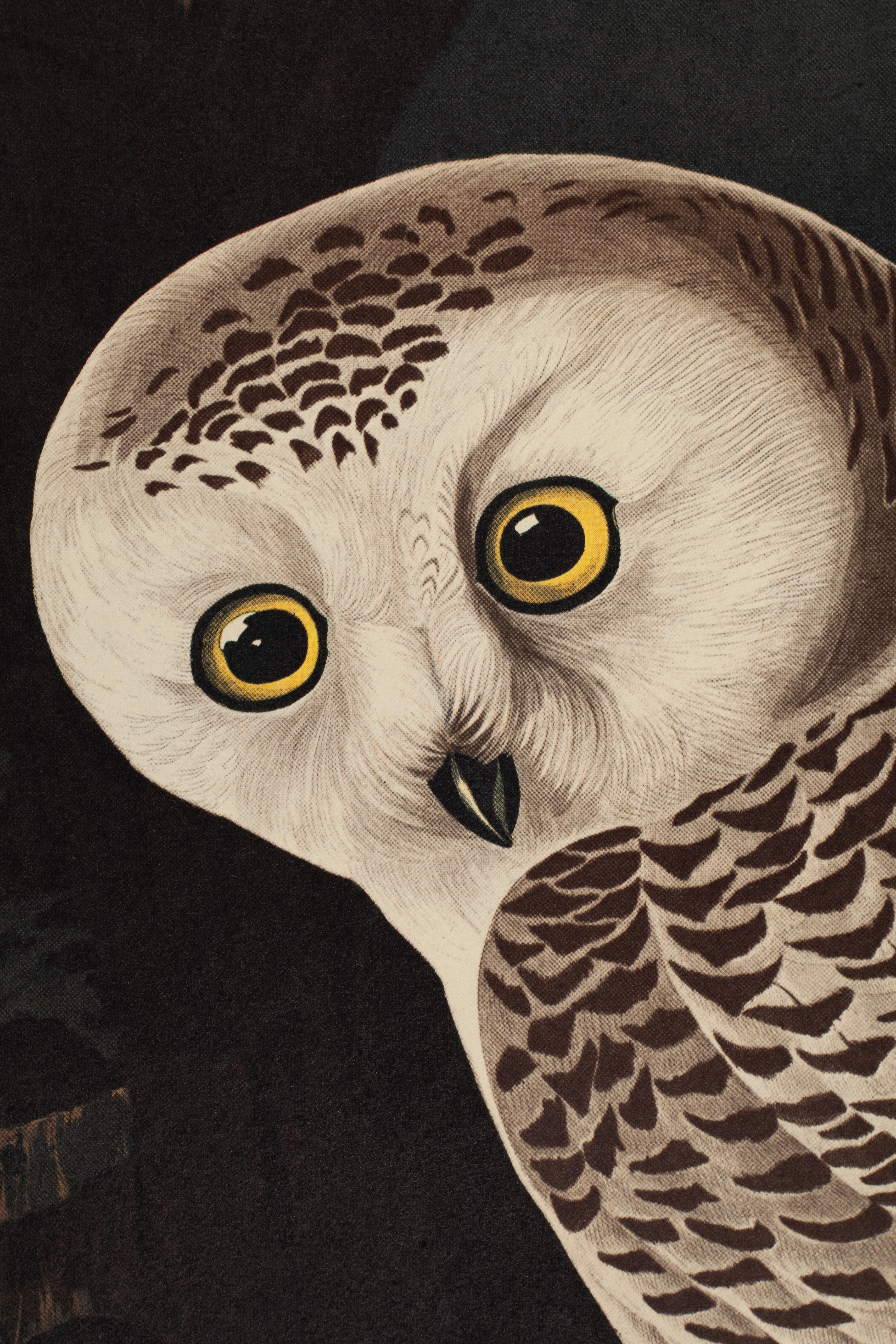 Schneeeule (Beige), Animal Print, von John James Audubon