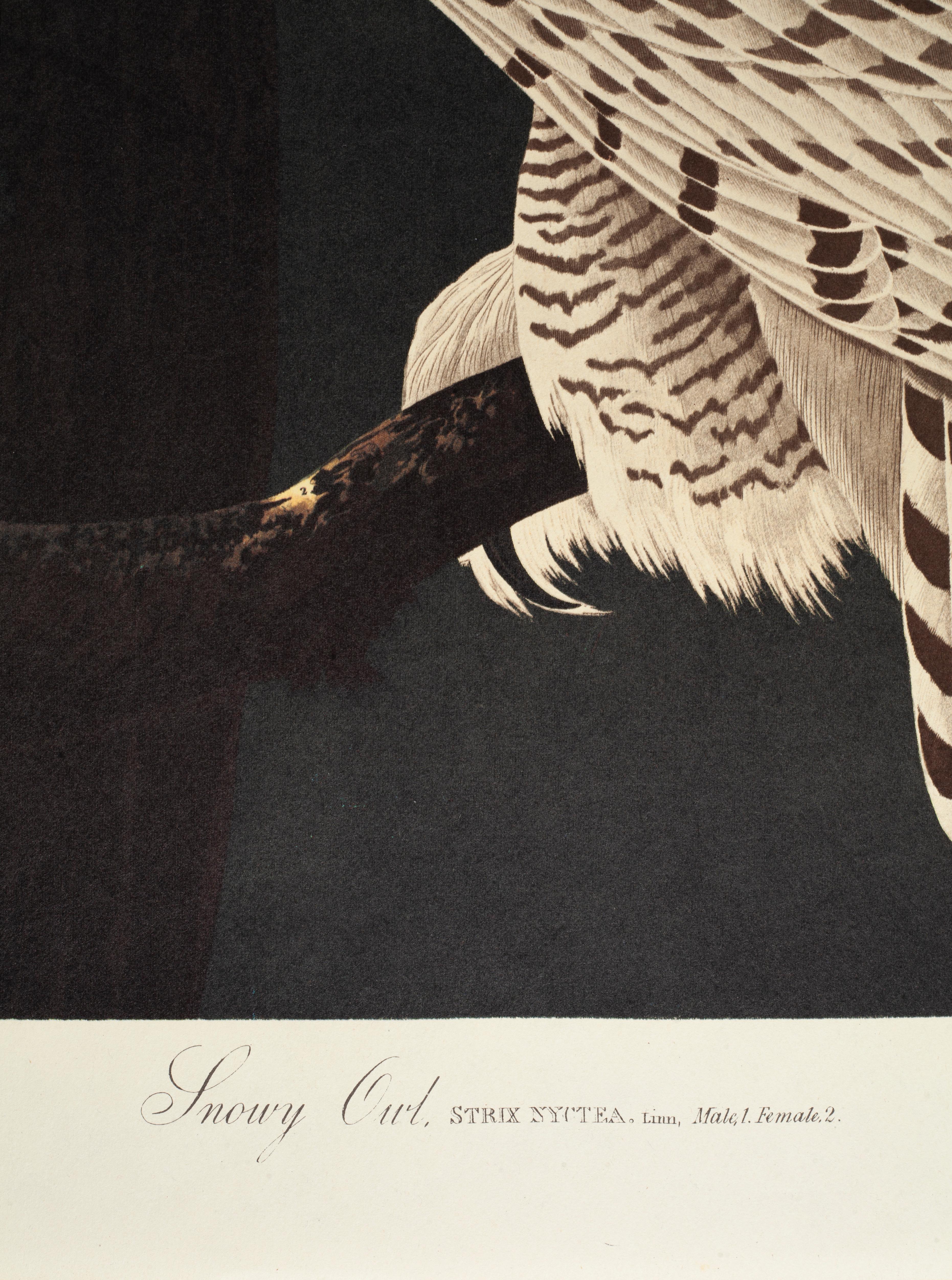 John James Audubon wurde 1785 in Haiti geboren. Den größten Teil seiner Kindheit verbrachte er in Frankreich, wo er sich erstmals für Vögel und das Zeichnen interessierte. Er kam im Alter von 18 Jahren in die USA und zog im Laufe seines