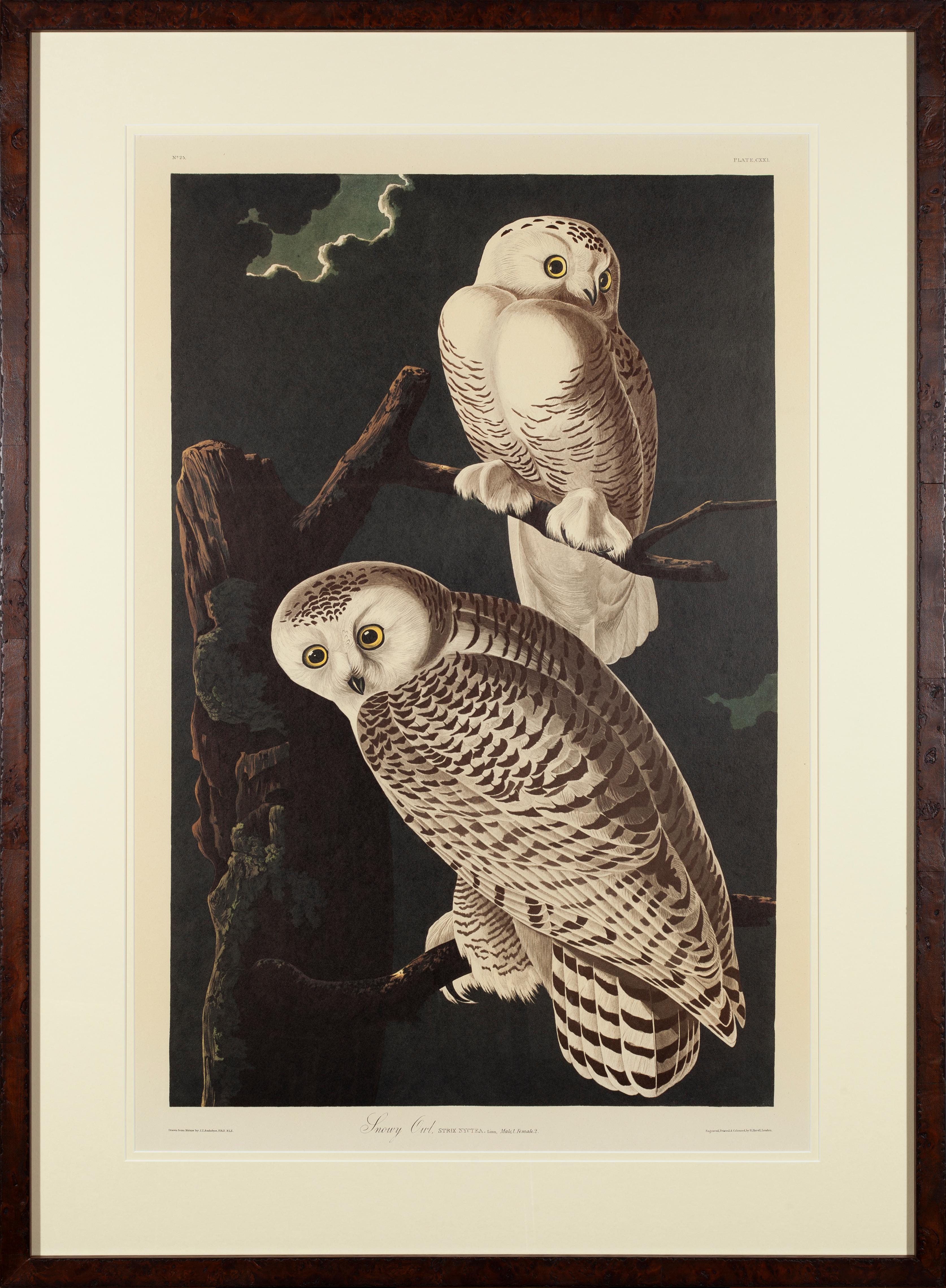 John James Audubon Animal Print – Schneeeule