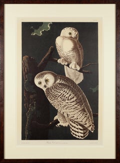 Antique Snowy Owl