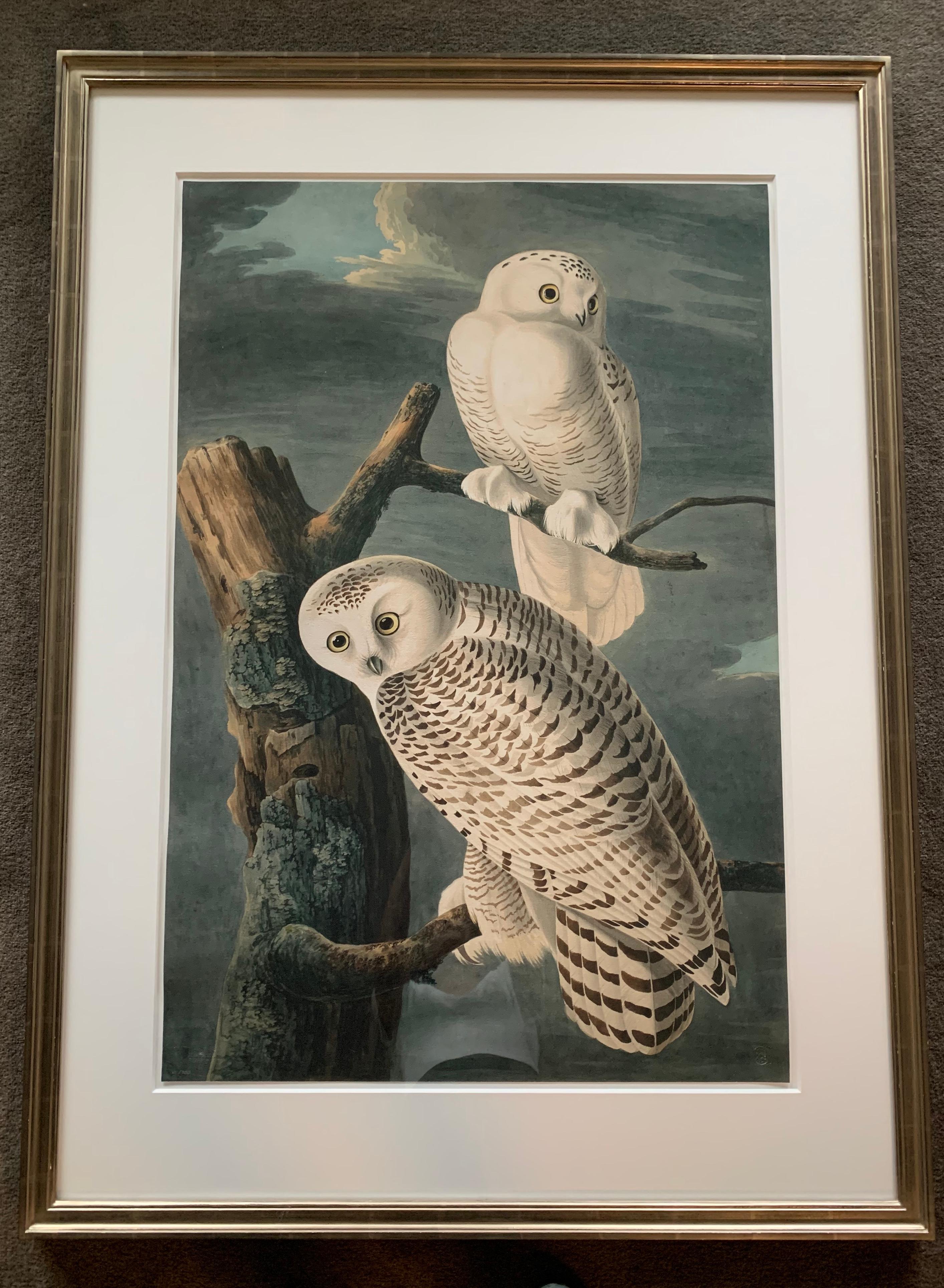 John James Audubon Animal Print - "Snowy Owls",  Oppenheimer Editions, 2006, Ed 200 on Watercolor paper