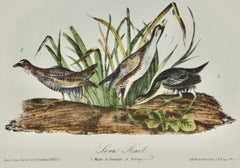 Sora Rail Bird Family: An Octavo Edition Audubon Hand-colored Lithograph