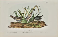 Sora Rail Bird Family: An Octavo Edition Audubon Hand-colored Lithograph 