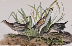 Familia de aves del raíl sora: Original S. XIX 1ª Ed. Audubon Litografía coloreada a mano