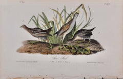 Famille d'oiseaux Sora Rail : Original C.I.C. 1st Ed. Audubon Lithographie coloriée à la main