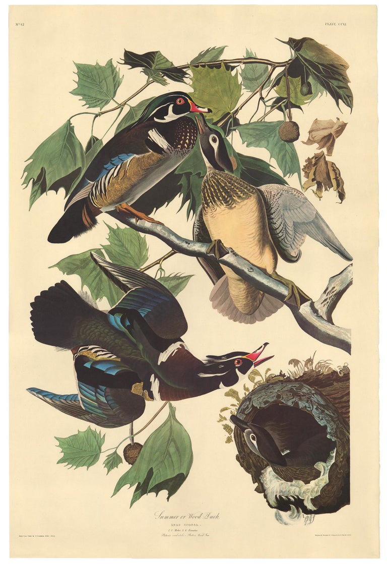 John James Audubon Summer or Wood Duck by John James Audubon