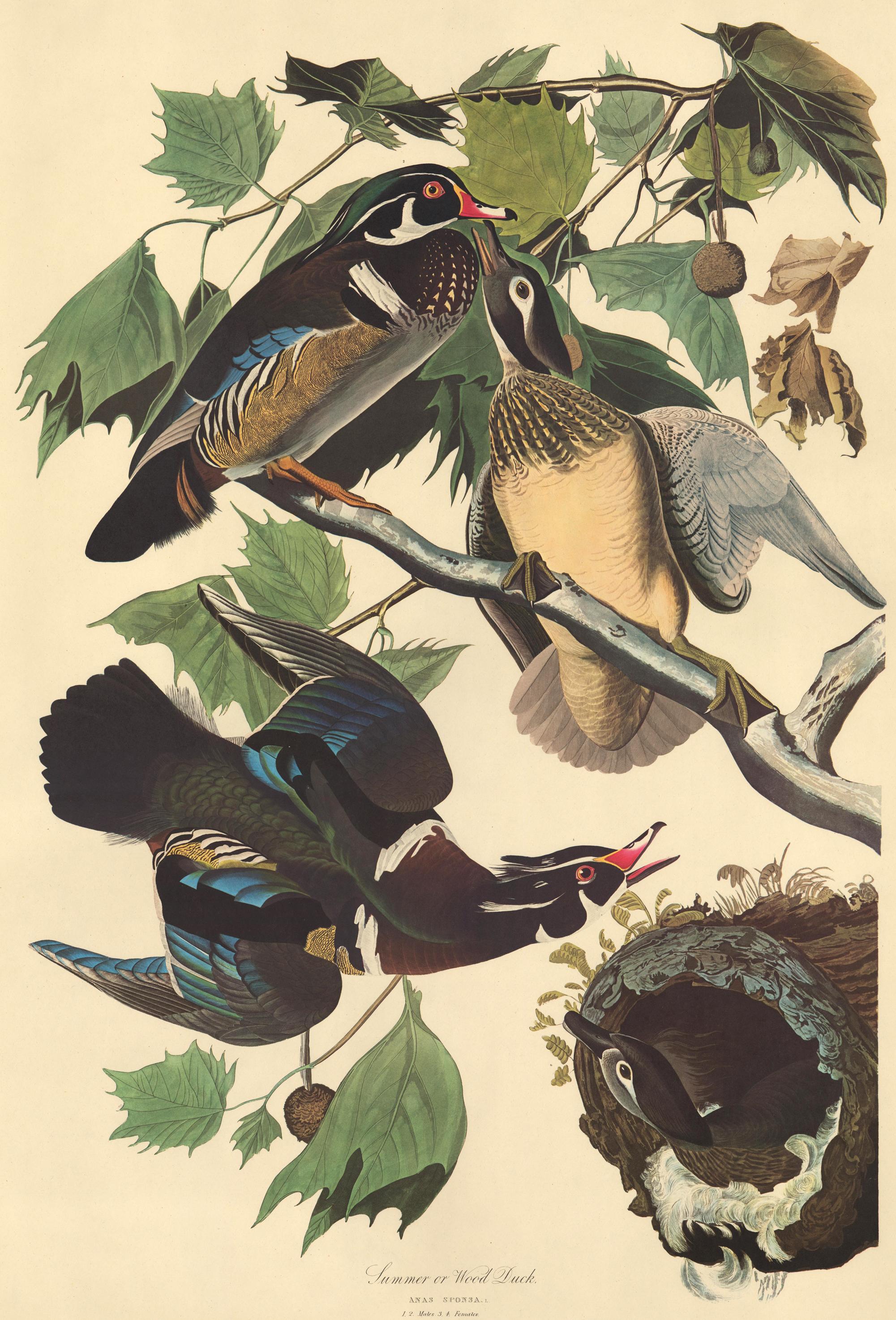 Summer or Wood Duck by John James Audubon, Amsterdam Edition