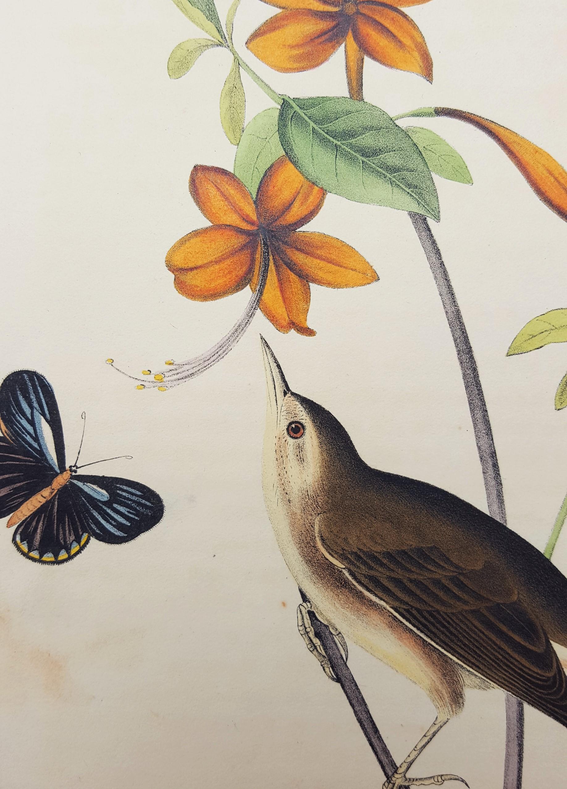 Swainson's Swamp Warbler (Orange Colored Azalea) 5